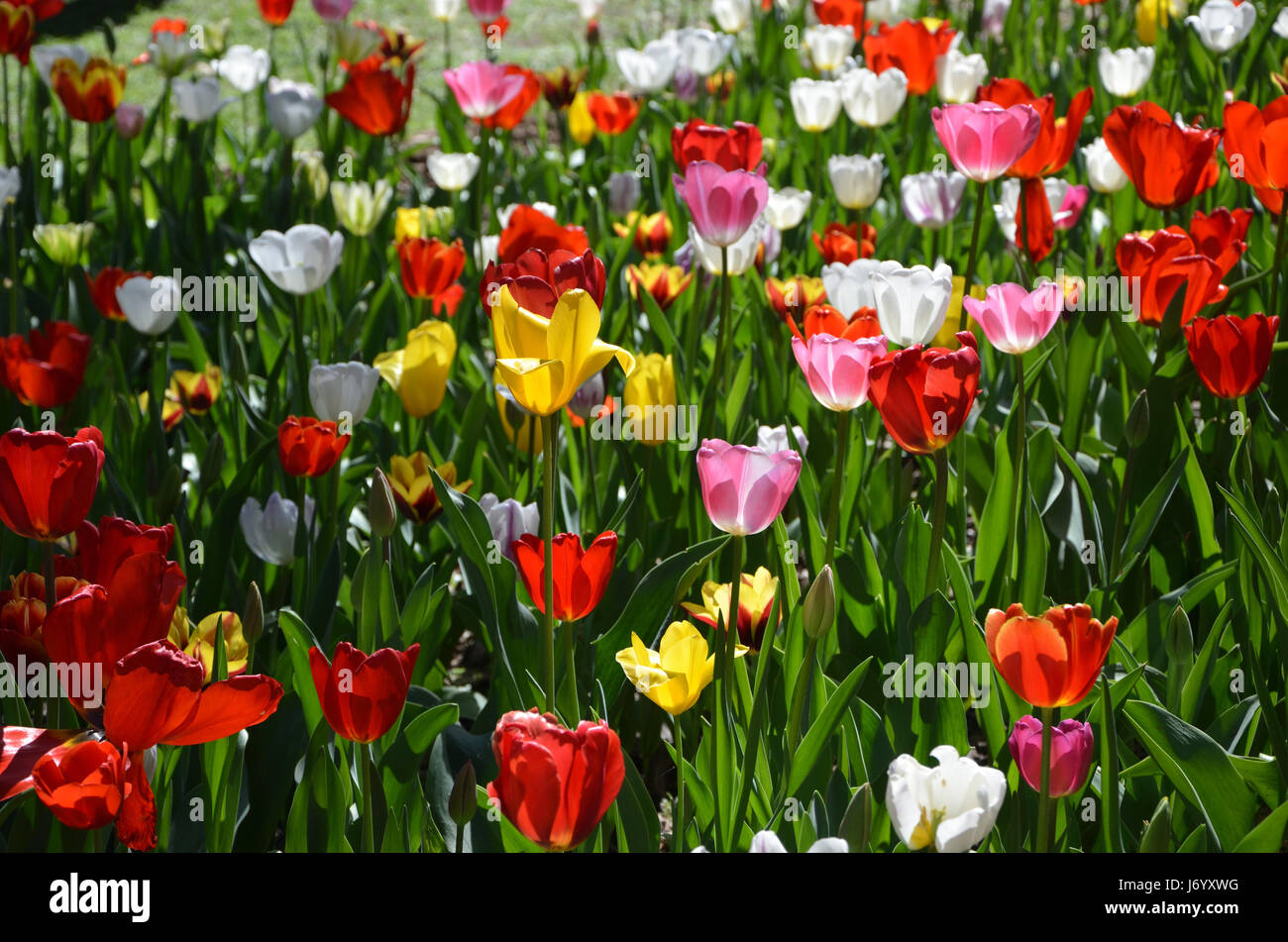 Tulpen blühen an einem sonnigen Tag Western Australia Stockfoto