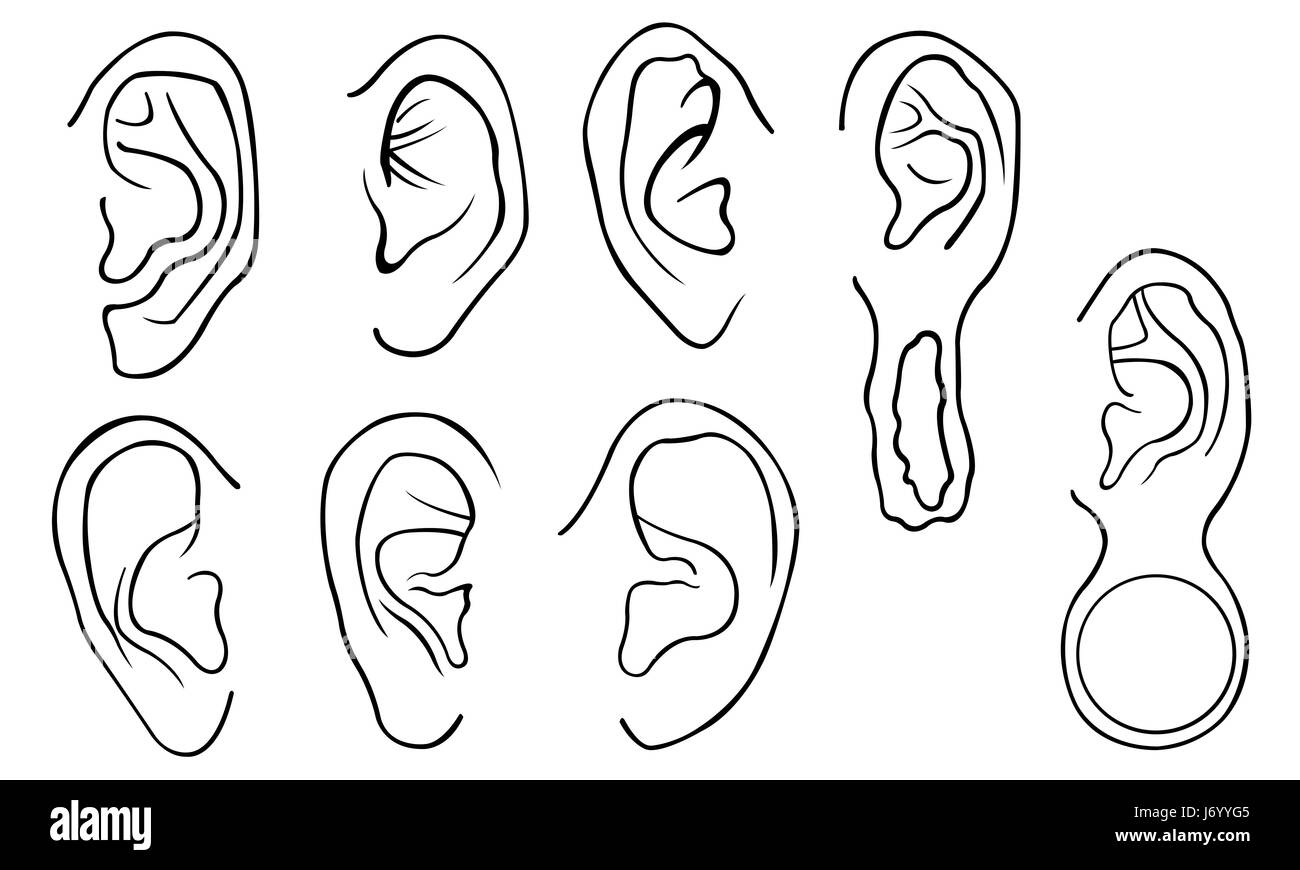 Reihe von verschiedenen Ohren isoliert auf weiss Stockfoto