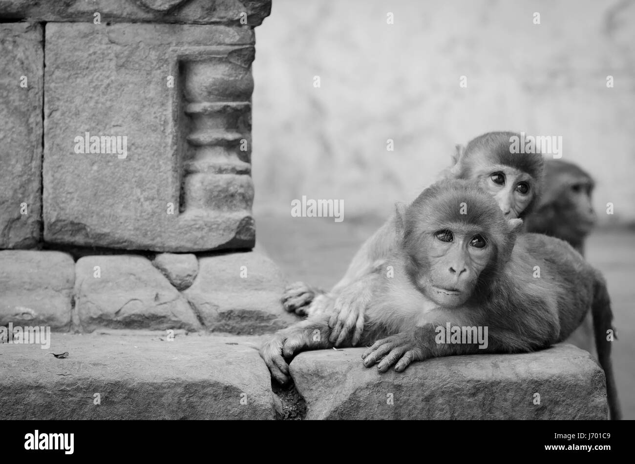 einfarbiges Bild von Affen spielen an einem indischen Tempel Stockfoto