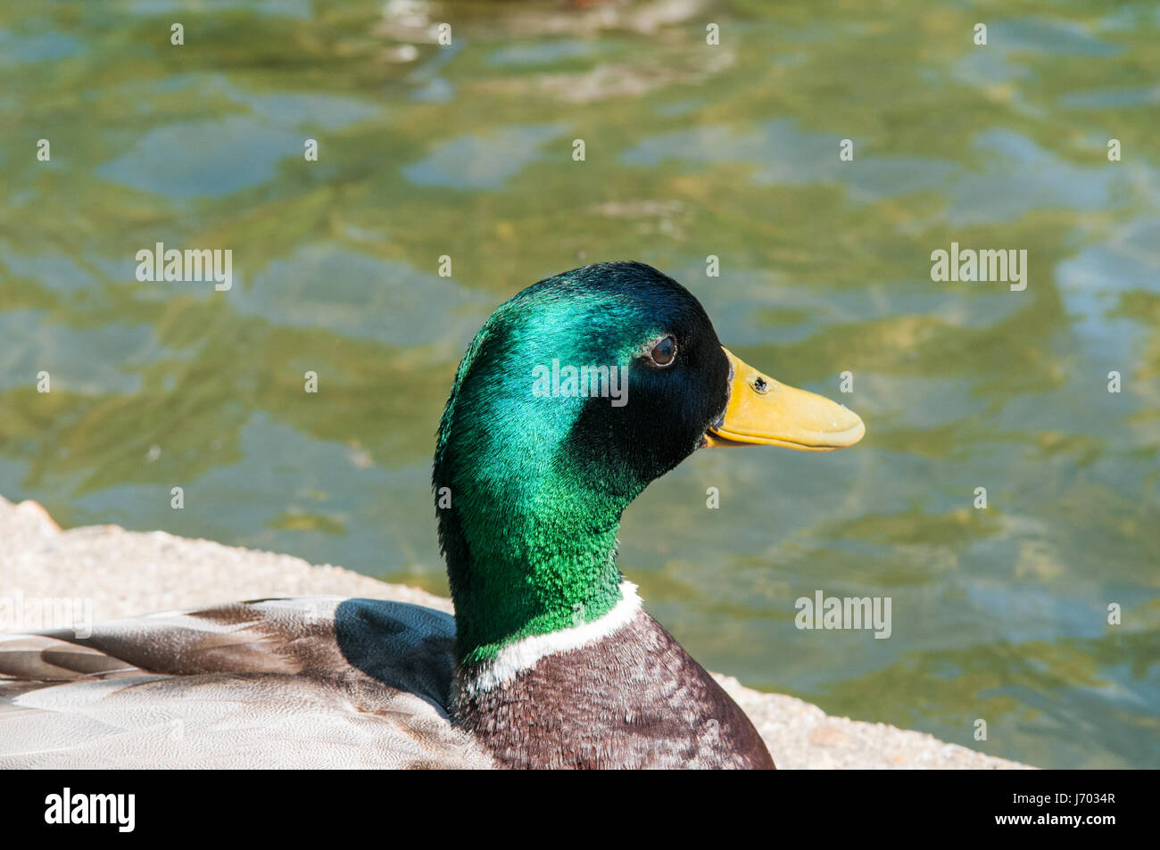 Stockente, gemeinsame Ente auf den Ententeich Stockfoto