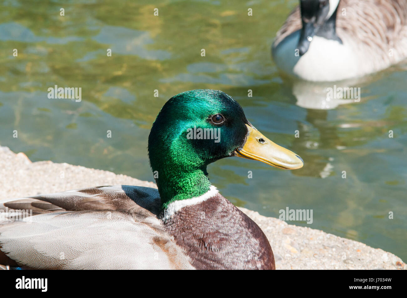 Stockente, gemeinsame Ente auf den Ententeich Stockfoto