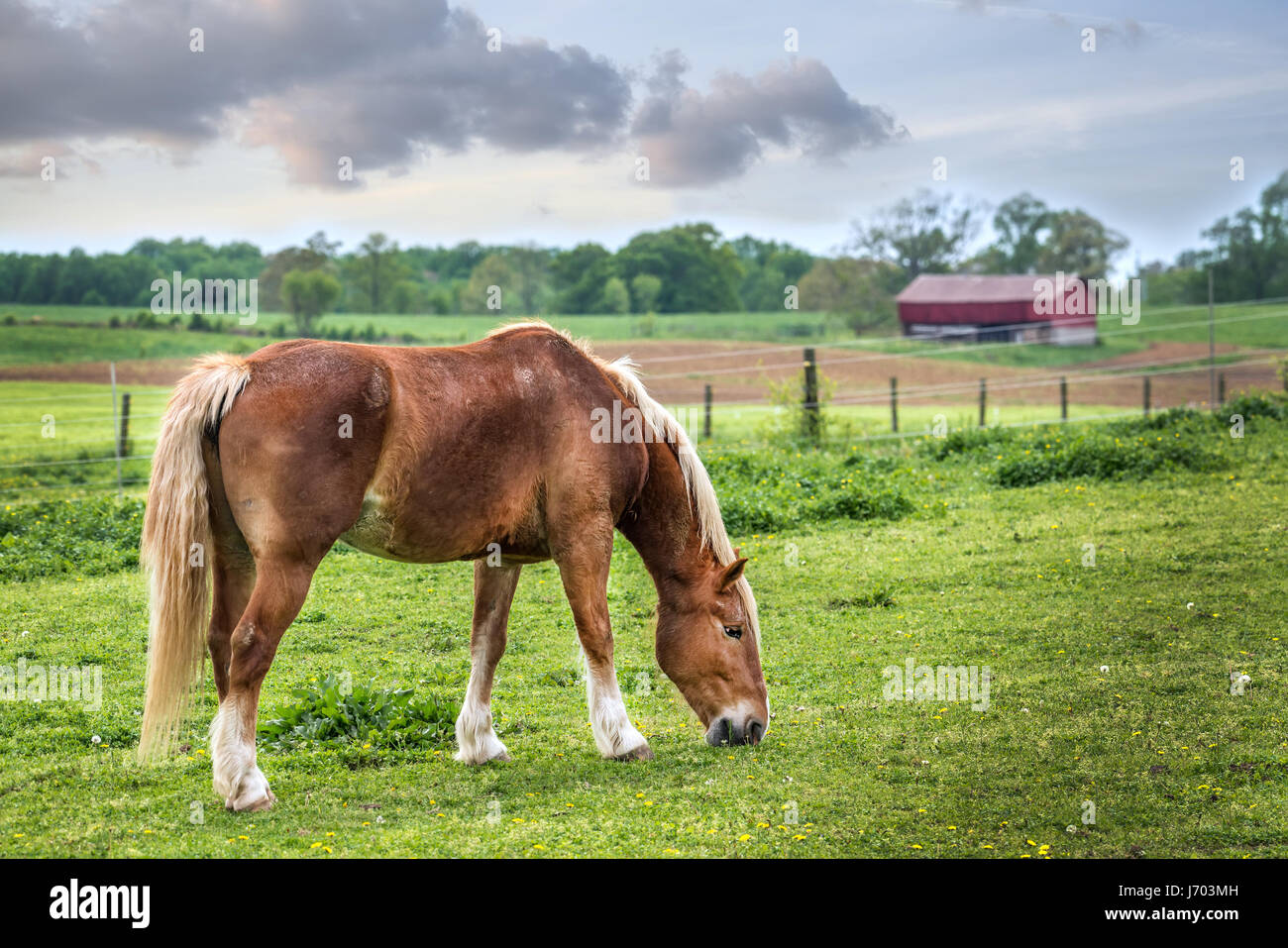 Pferd ruhig grasen auf einer Wiese auf einem Bauernhof in Maryland im Frühjahr mit roten Scheune im Hintergrund Stockfoto