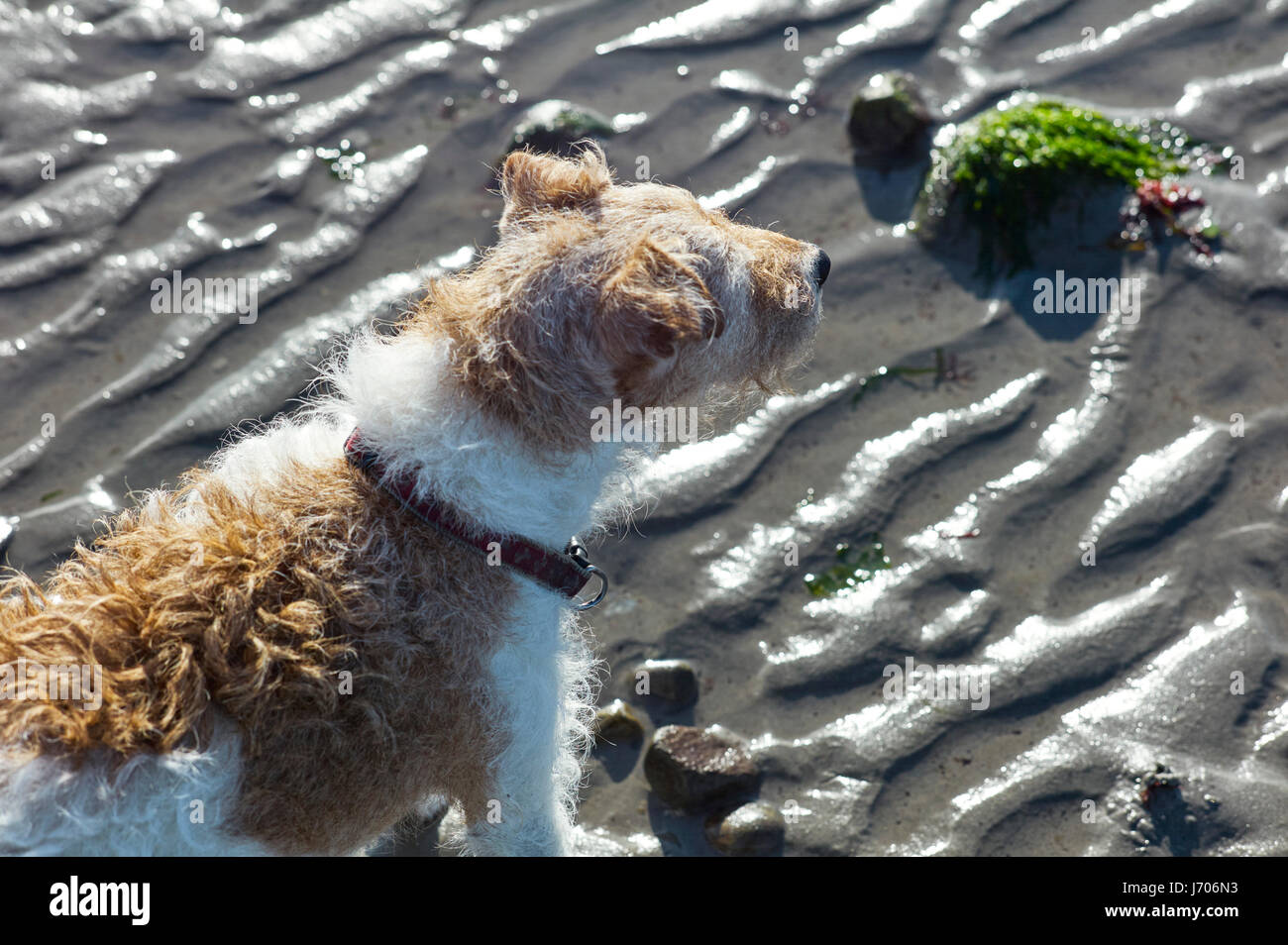 Blick hinunter auf einen Terrier Hund am Sandstrand Stockfoto