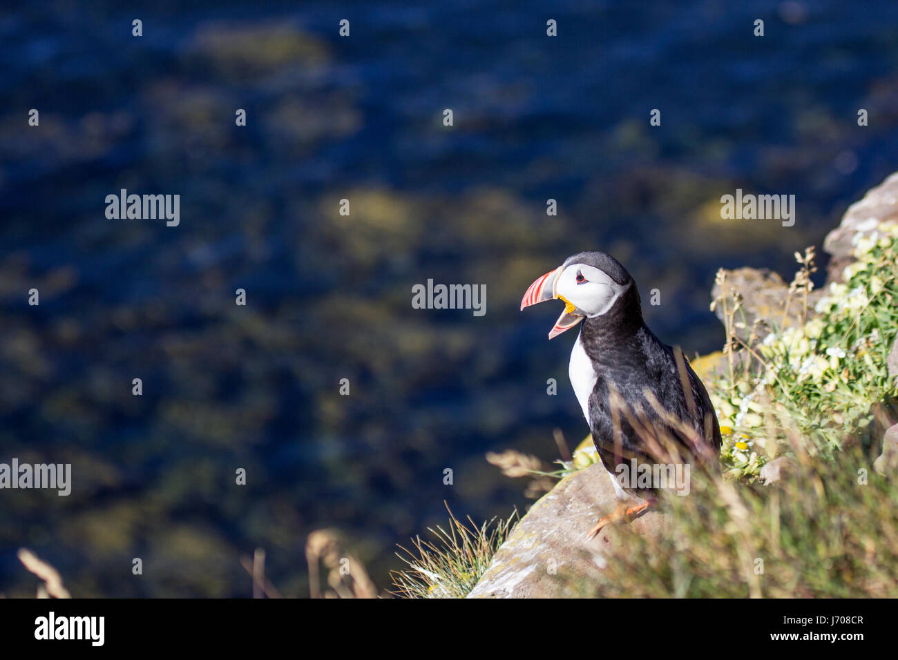 Papageitaucher oder gemeinsame Papageientaucher in Island Stockfoto