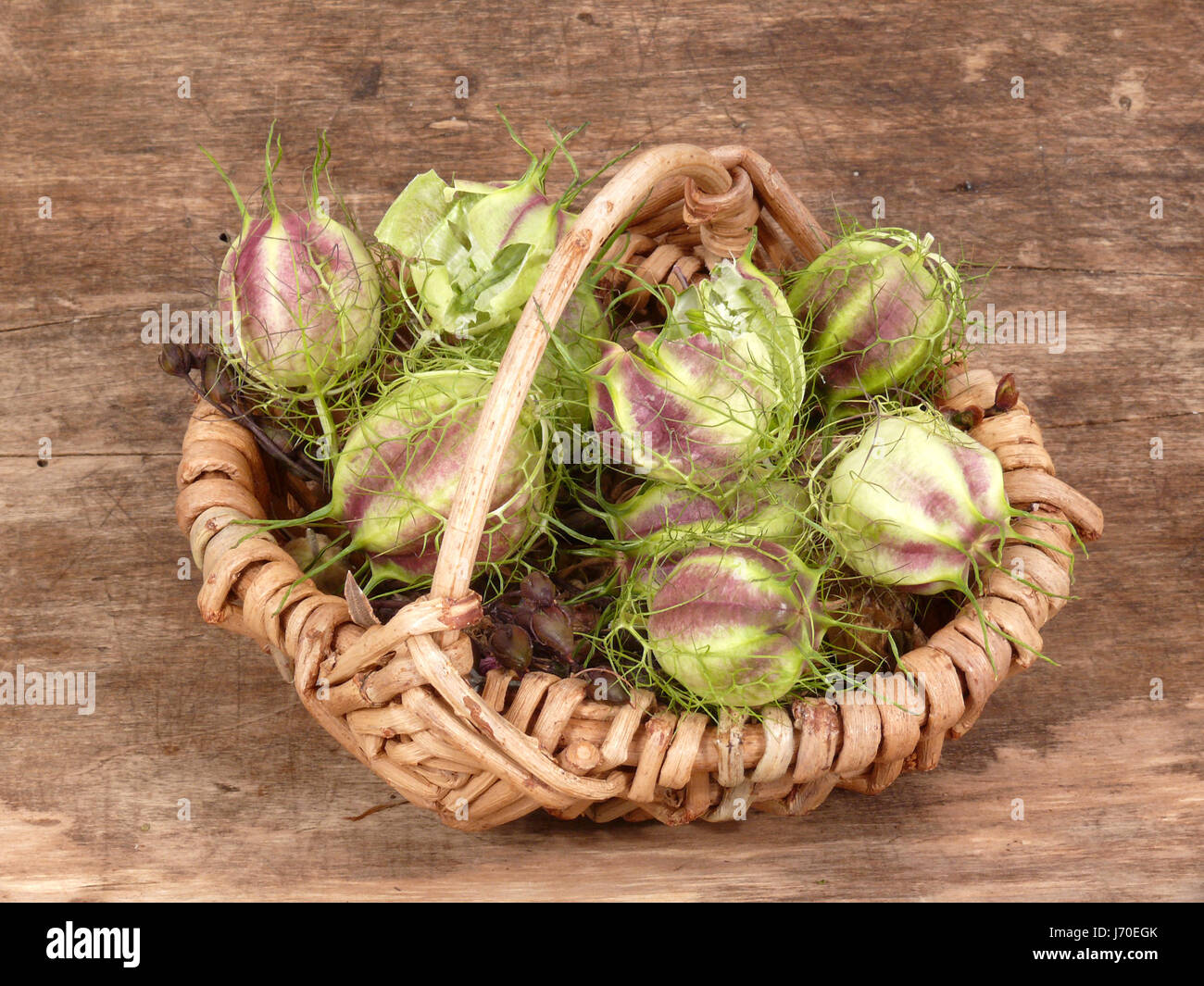 Spermien erhöhen Korb Ernte Blüte Blüte gedeihen gedeihen Spermien erhöhen Stockfoto
