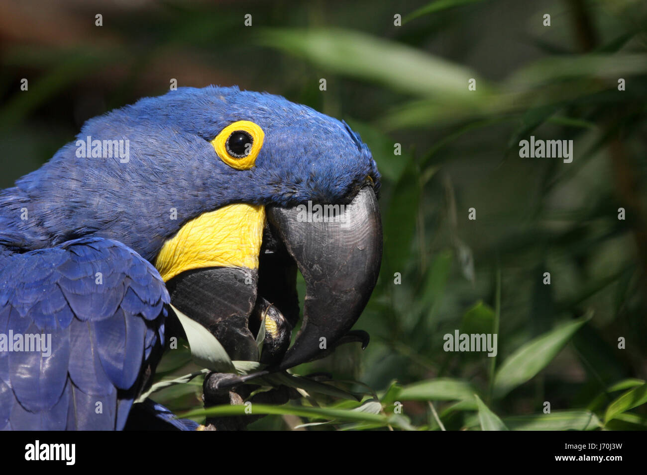Blauer Vogel Vögel Brasilien Papagei blauen Vogel Vögel Brasilien Papagei Ara Exote Stockfoto