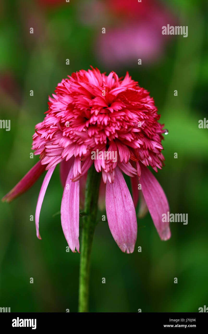 Blume Pflanze exotische lustige Sonne Schatten Damaszener rose Papaya orange Garten Blume Stockfoto