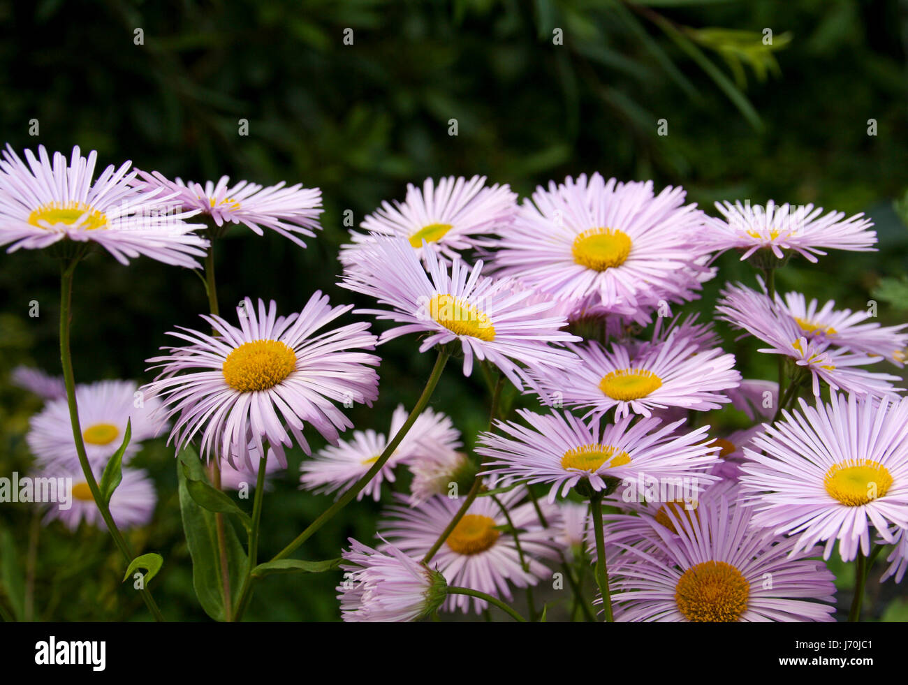 Bornholm margerit Fotos und Bildmaterial in hoher Auflösung Alamy