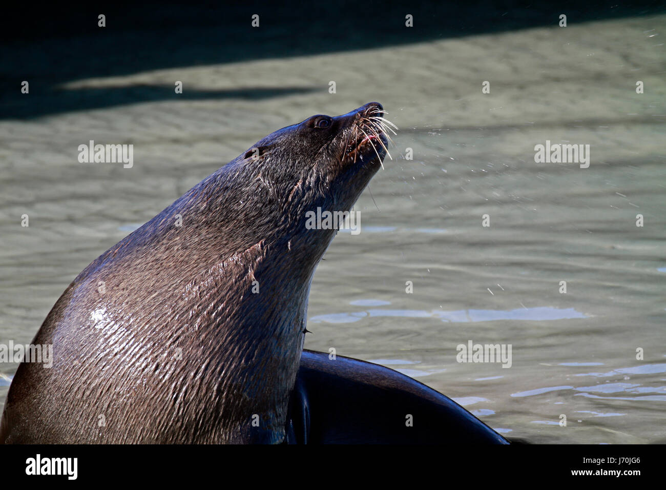 Eine braune Seebär (Arctocephalus percivali), auch bekannt als die Kap-Seebär und die südafrikanische Seebär im flachen Wasser im Hafen von Hout Bay. Stockfoto