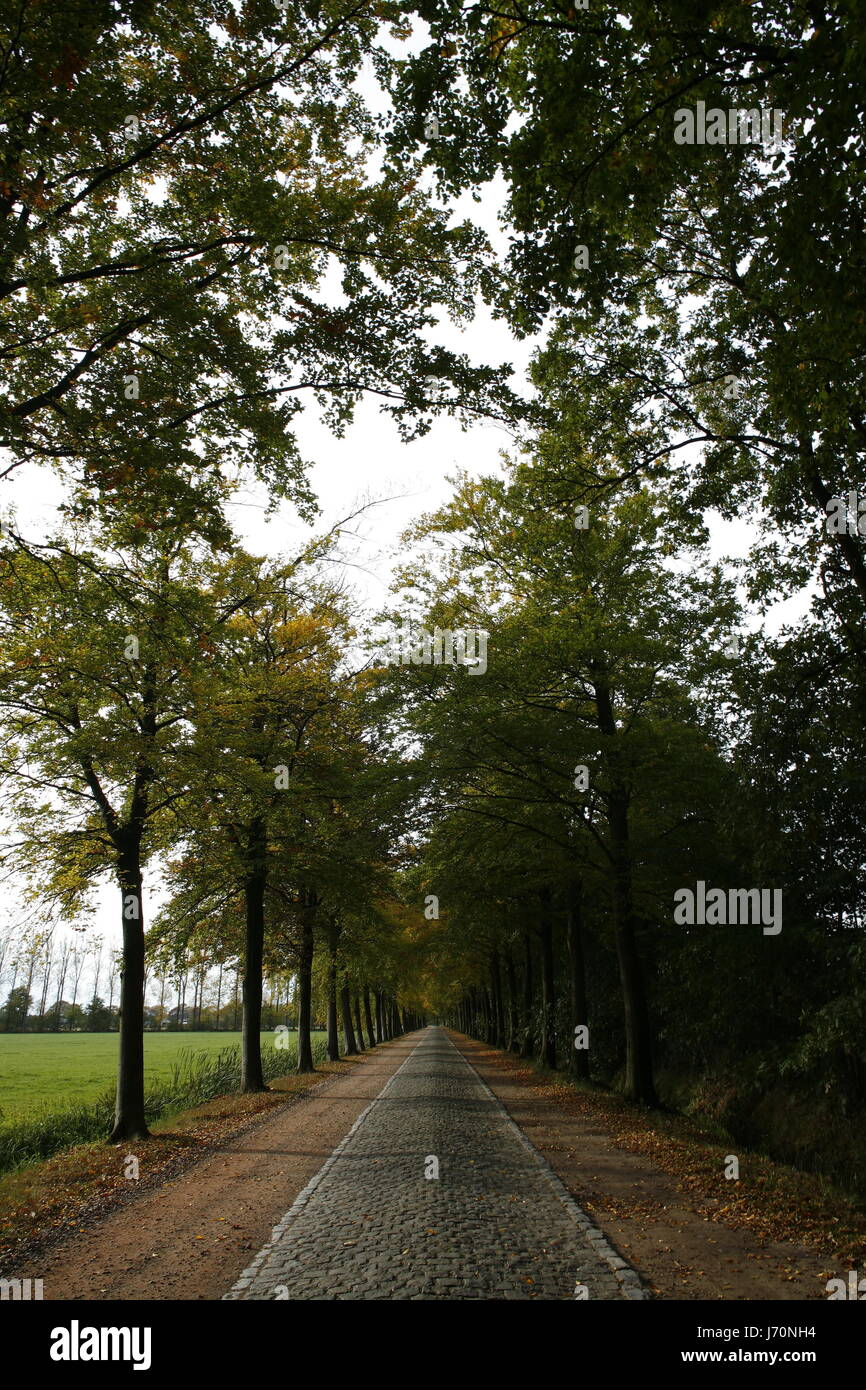 Baum Baume Blatter Felder Aussen Ziegel Lange Vorwarts Strasse Strasse Grau Grau Stockfotografie Alamy