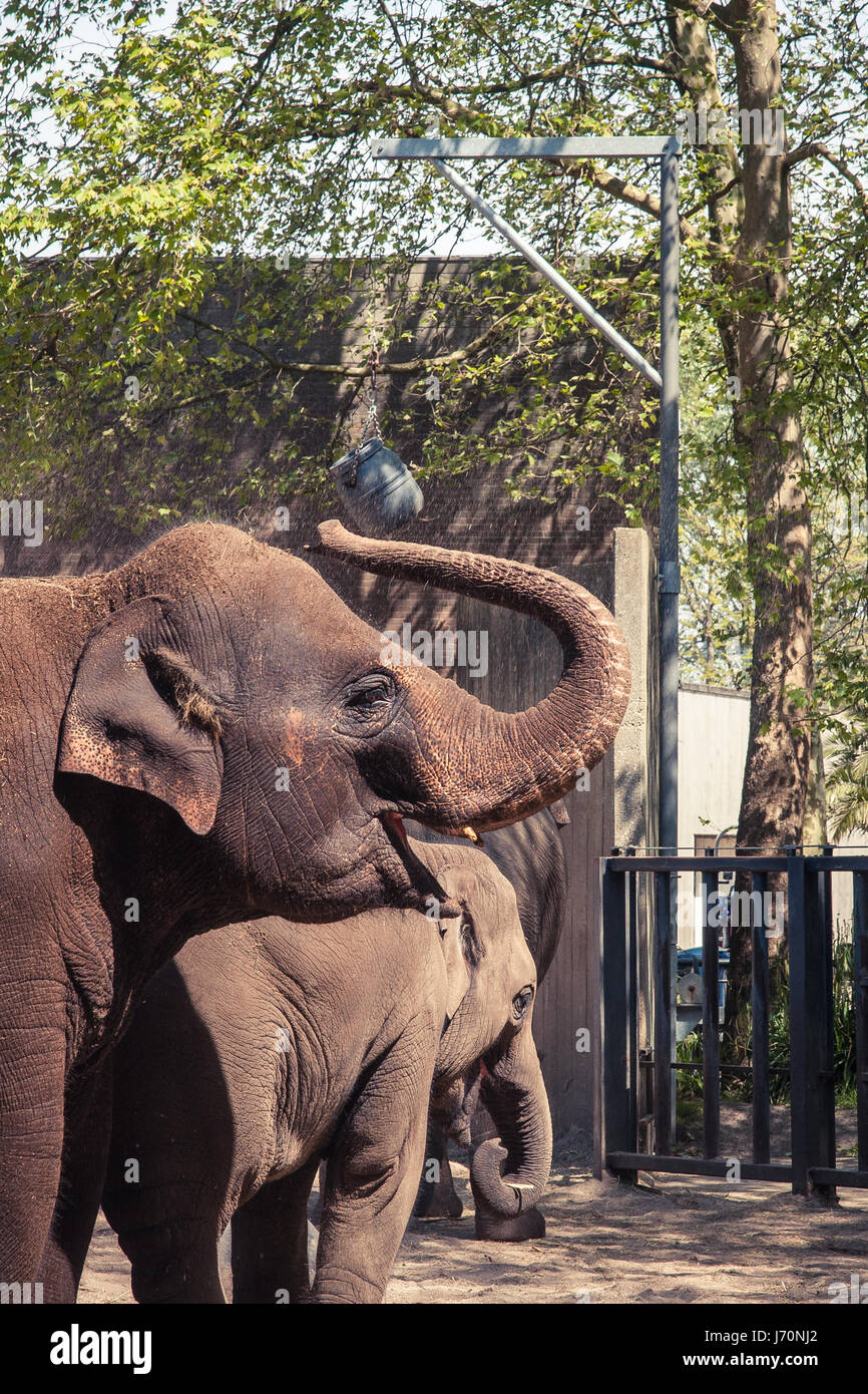 Zwei Elefanten in einem Zoo in Amsterdam Stockfoto