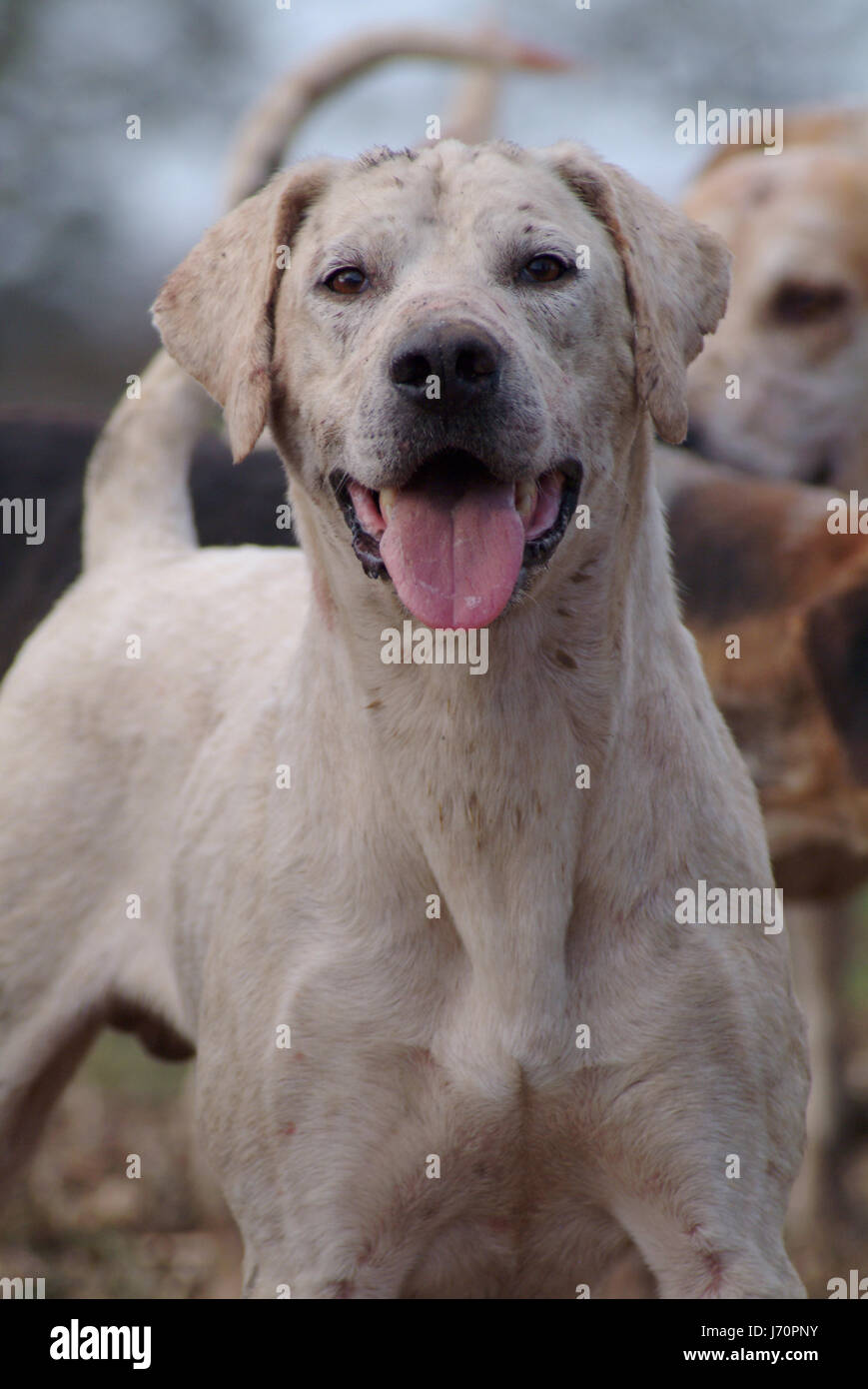 Tier Hund Hunde jagen Fuchs Hunde Hund Jagd Jagd Feld sport Stockfoto