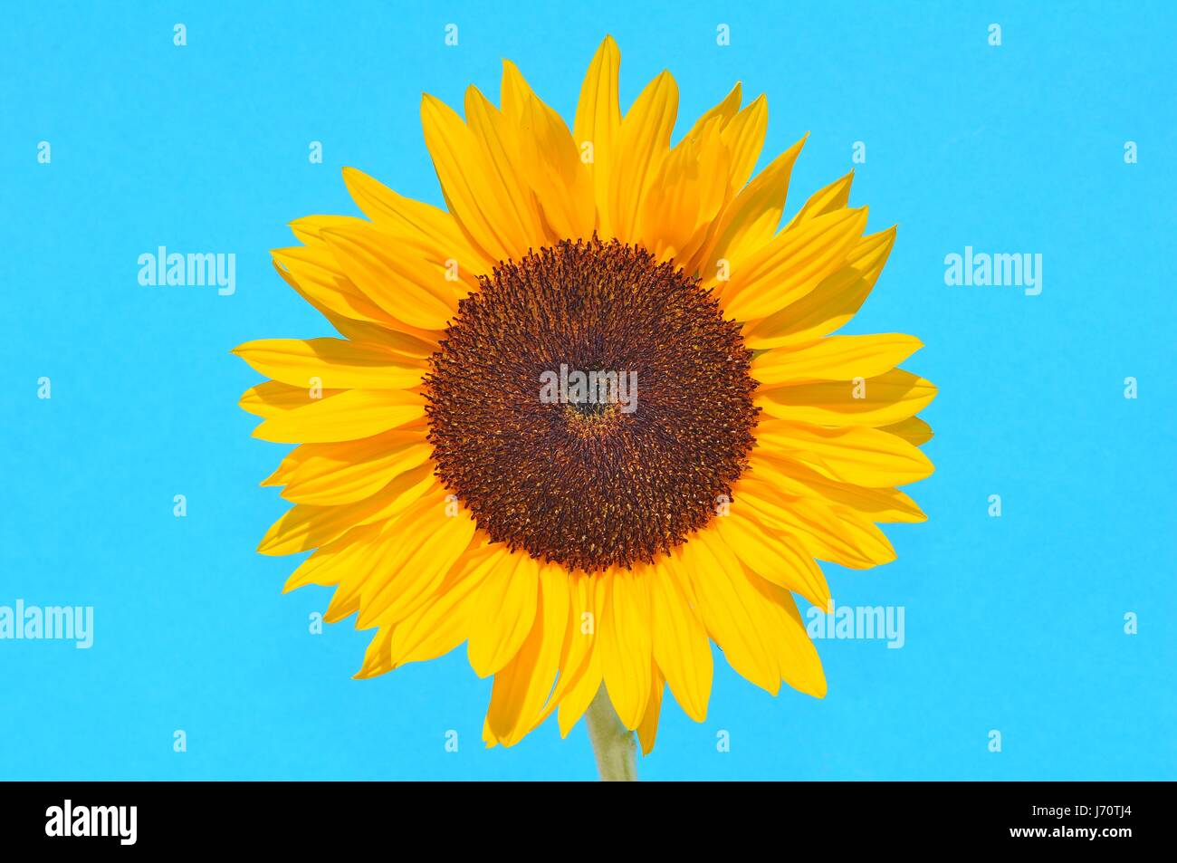 Sonnenblume 119 228 060 Stockfoto