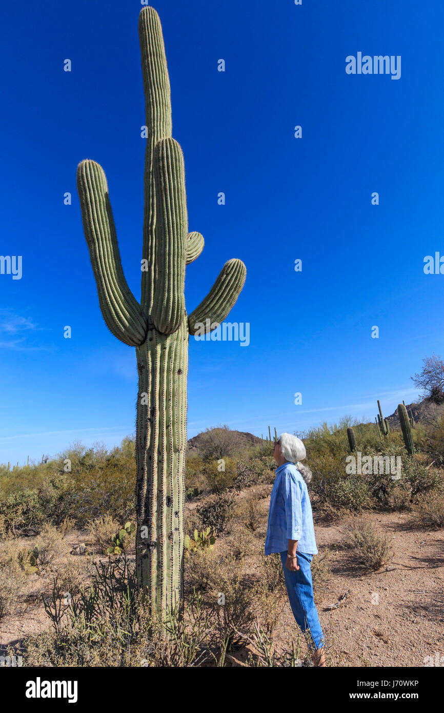 Eine Frau wird durch ein Saguaro-Kaktus Schatten gestellt. Der Saguaro ist  eine baumartige Kaktus, das mit ber 70 Fu (21 m) hoch sein. Es stammt aus  der Sonora-De Stockfotografie - Alamy
