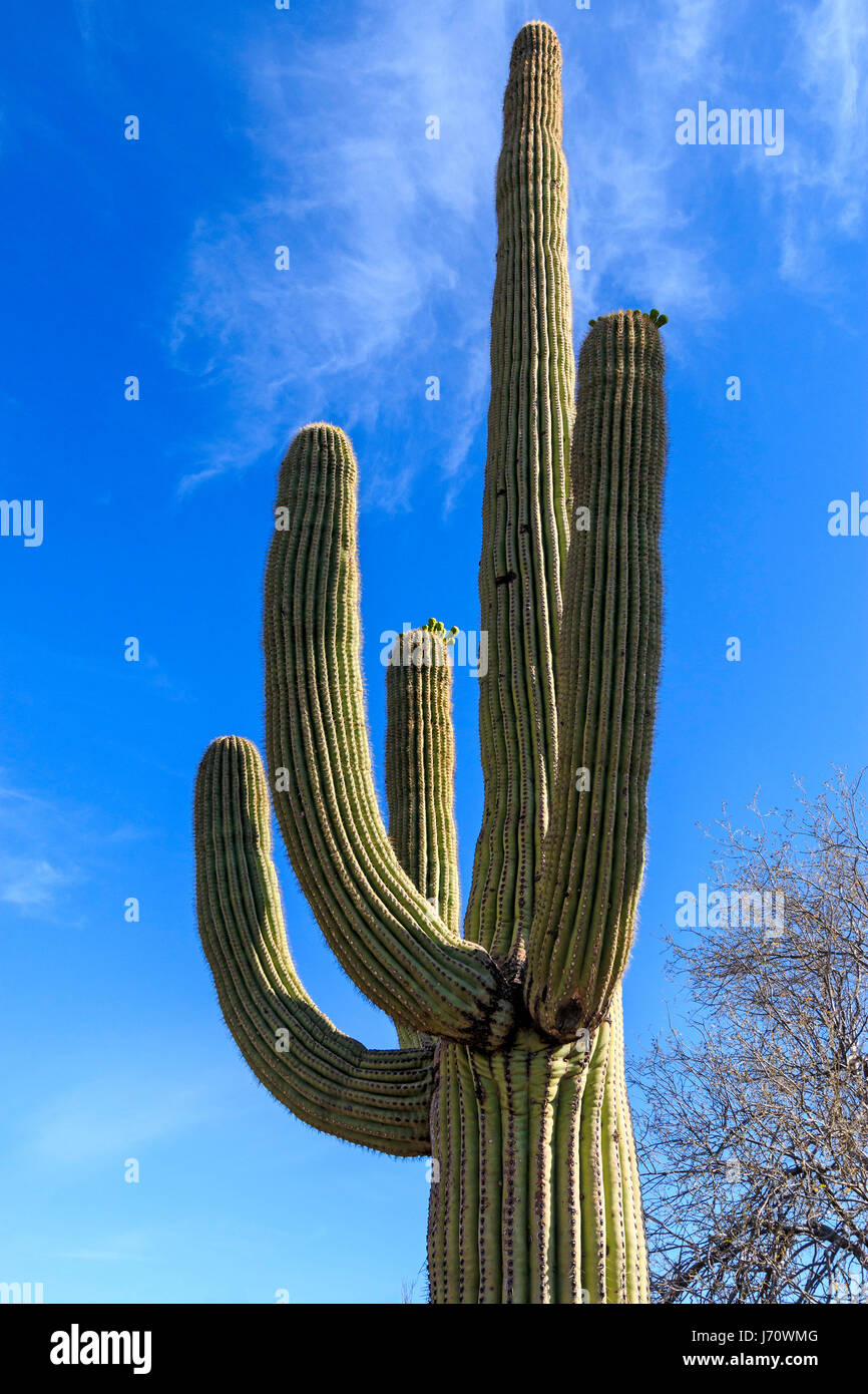 Knospen der Kaktus Blumen zu blühen auf Saguaro-Kaktus. Der Saguaro ist eine baumartige Kaktus, das mit über 70 Fuß (21 m) hoch sein. Er stammt aus Stockfoto