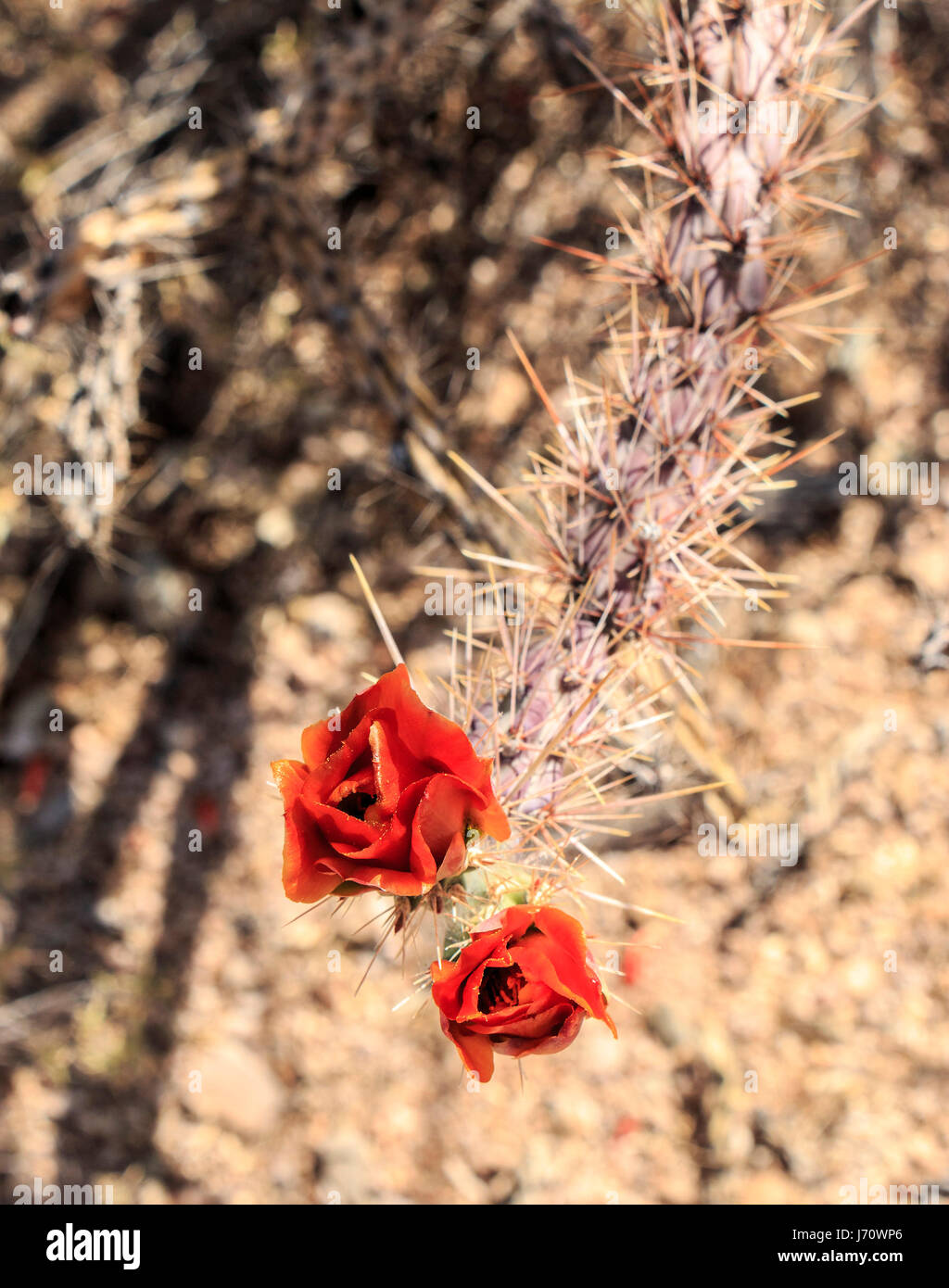 Buckhorn Cholla ist ein Cholla in Sonora, Mojave und Colorado Wüsten Nordamerikas heimisch. Zusammen mit Cylindropuntia Bigelovii (die "Teddy Bea Stockfoto