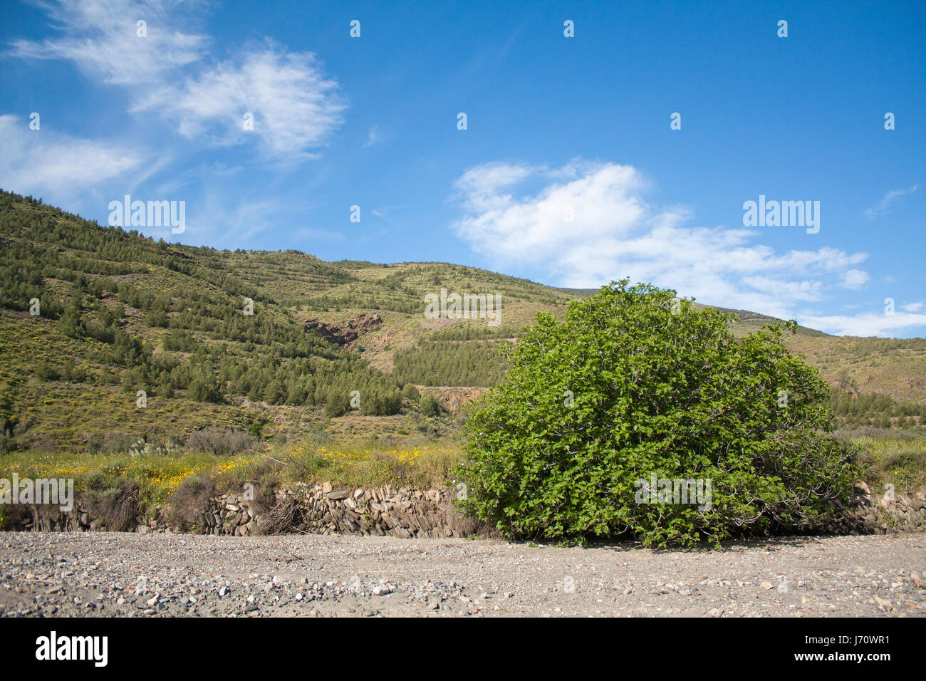 Umwelt Enviroment Baum Hügel Landwirtschaft Landwirtschaft Fig ländlichen Berg Bauer Stockfoto