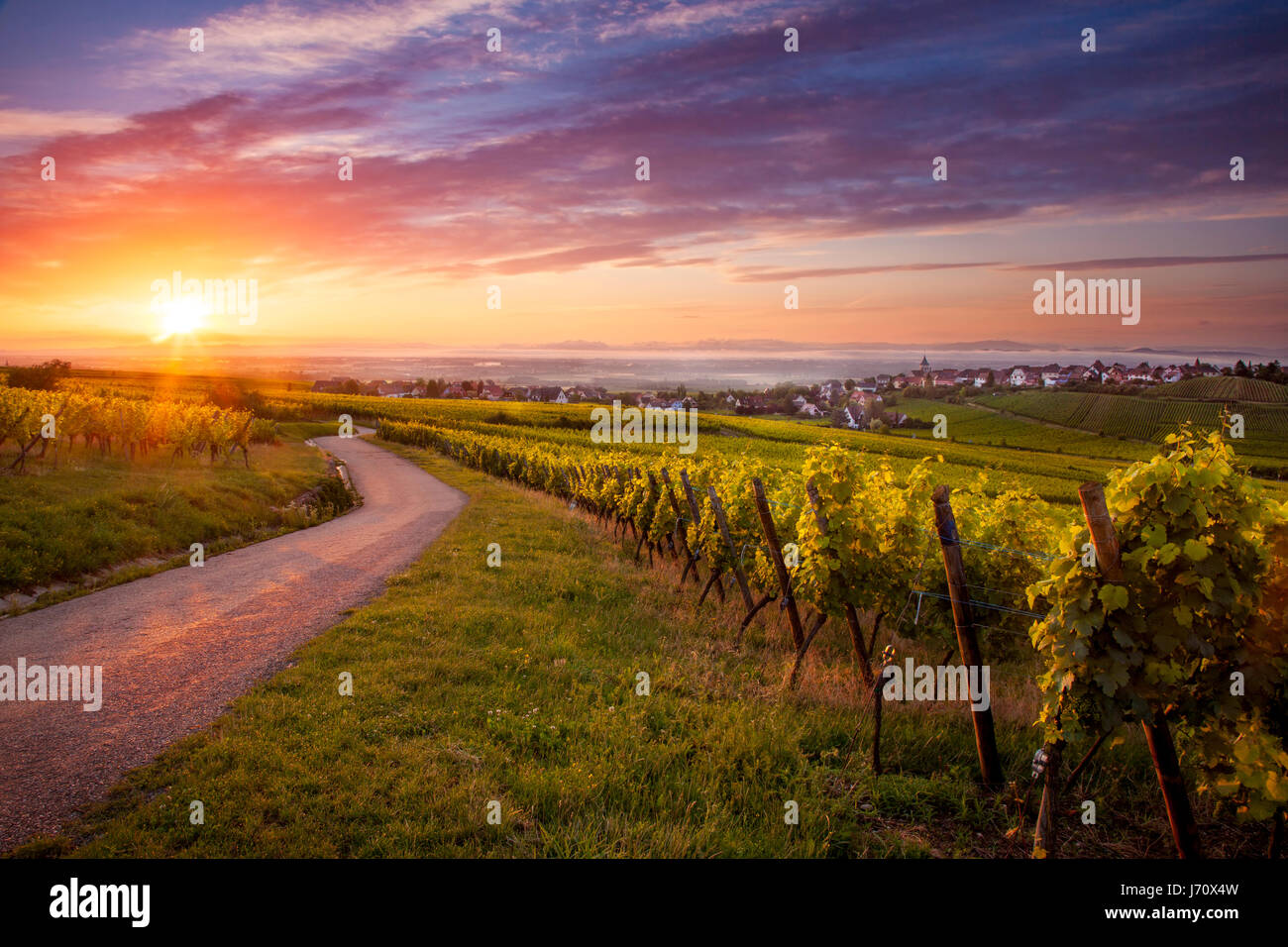 Sonnenaufgang über Weinberge rund um Zellenberg entlang der Route des Vins, Elsass, Haut-Rhin, Frankreich Stockfoto