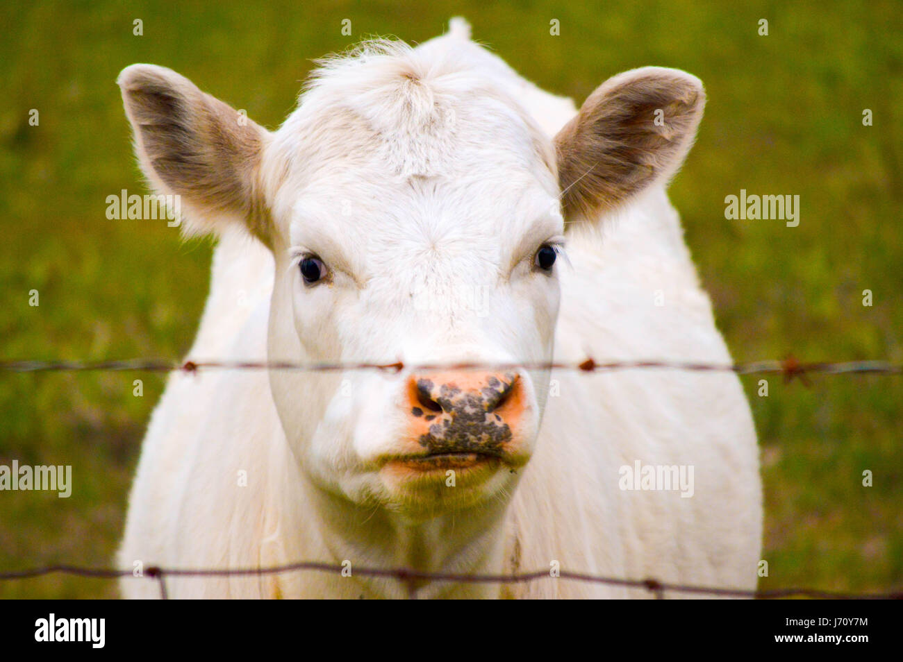 Hungrige Kuh auf der Suche nach Nahrung Stockfoto