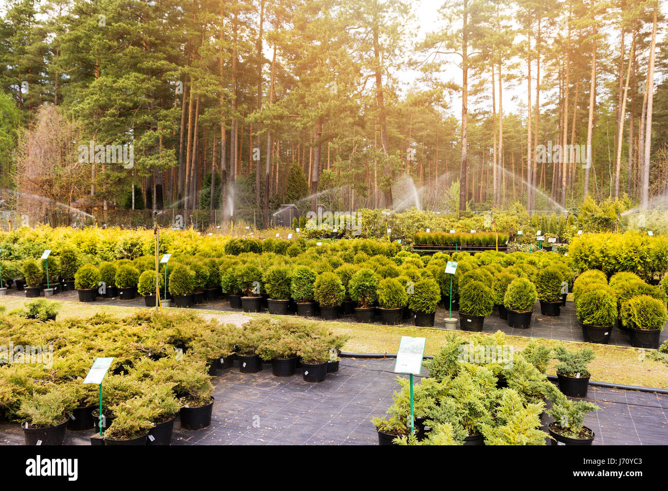 Vielfalt der Pflanzen im freien Baumschule Stockfoto