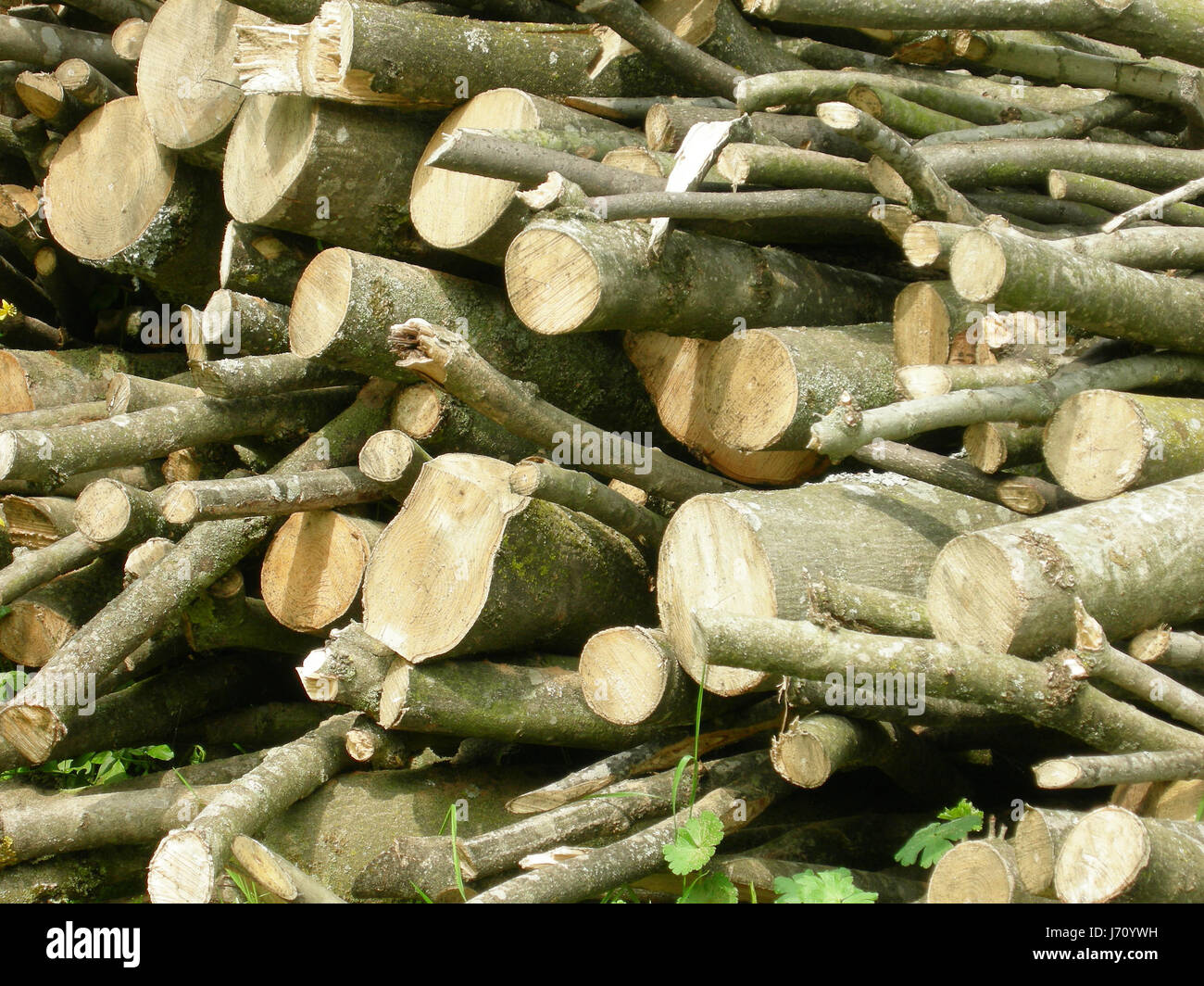 Baumstamm Heap Log undefinierten Haufen Hintergrund Hintergrund Pflanze Baumstamm heap Stockfoto