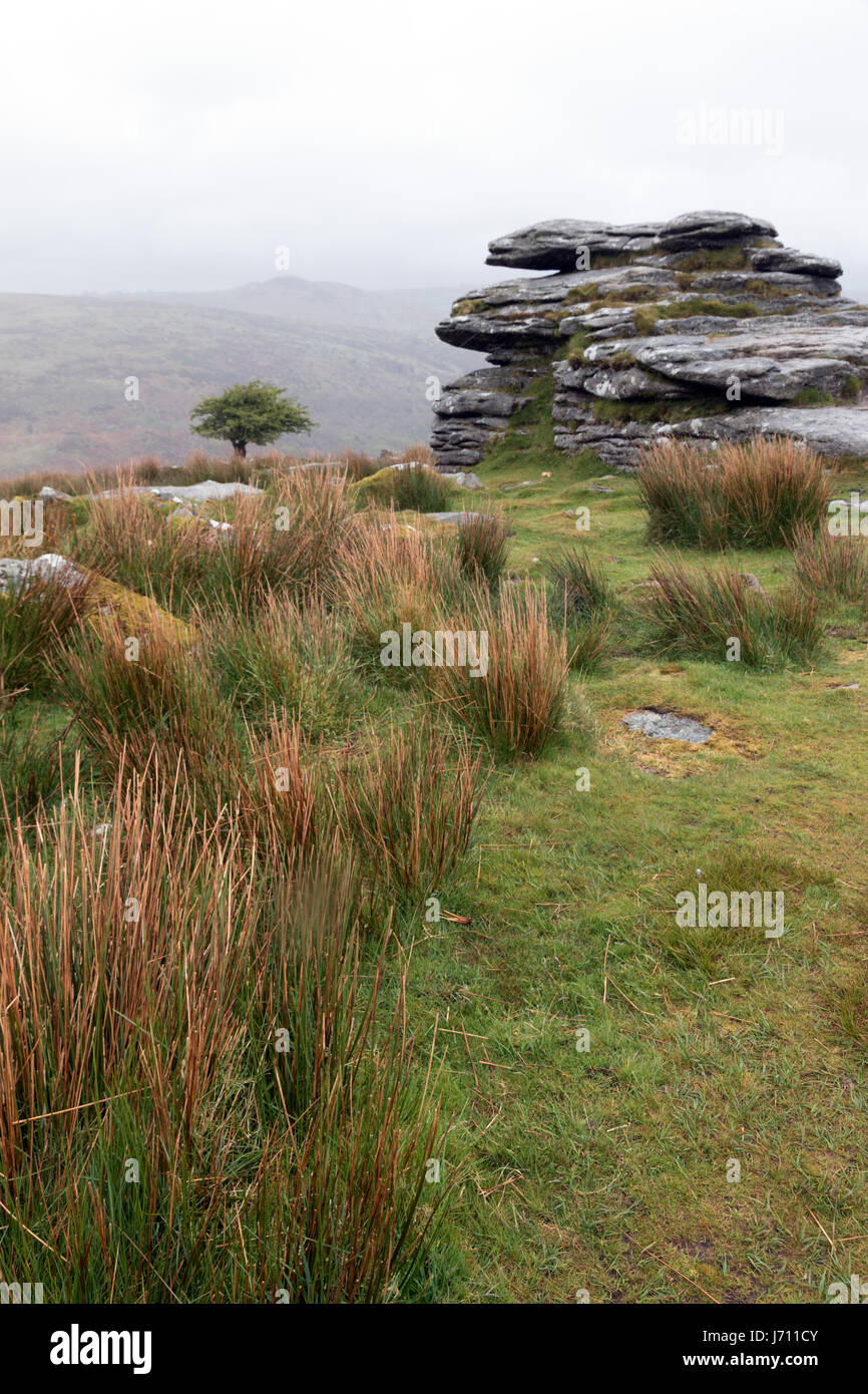 Cordon Tor auf Dartmoor im Regen und Nebel Stockfoto