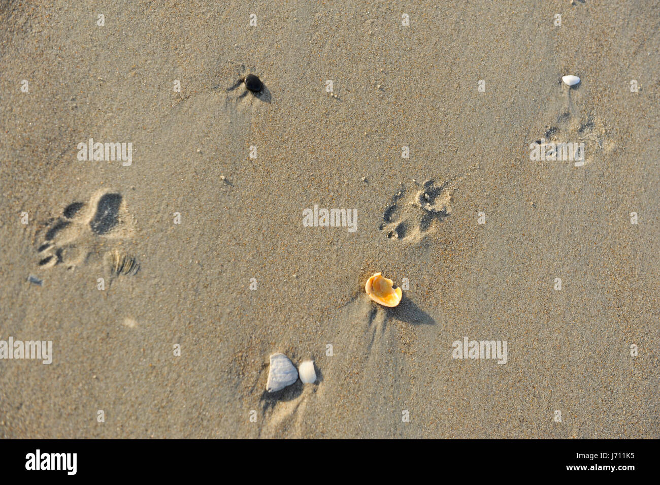 Hund druckt im Sand am Strand von Emerald Island North Carolina Stockfoto