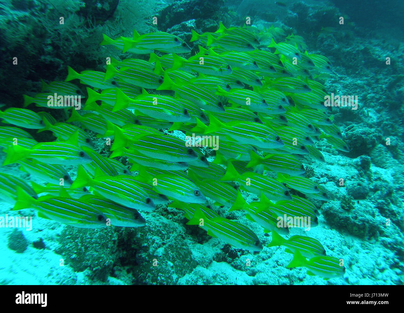 Fische schnappen Fische Schwarm Schule Asien Fisch Augen Bildung Unterwasser Malediven Stockfoto