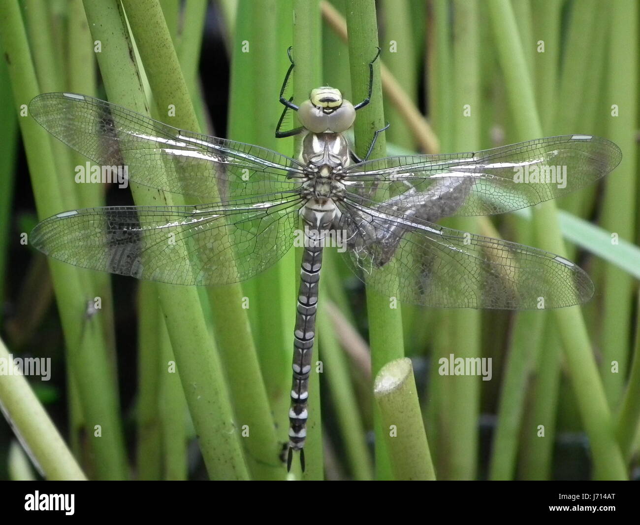 Insekt Libelle Insekt Reed Libelle Larve Wasser Pflanze edellibelle Stockfoto