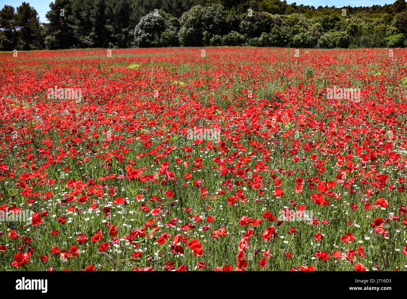 Bereich der Mohn (Papaver Roheas) am Pelissanne in der Nähe von Salon-de-Provence Stockfoto