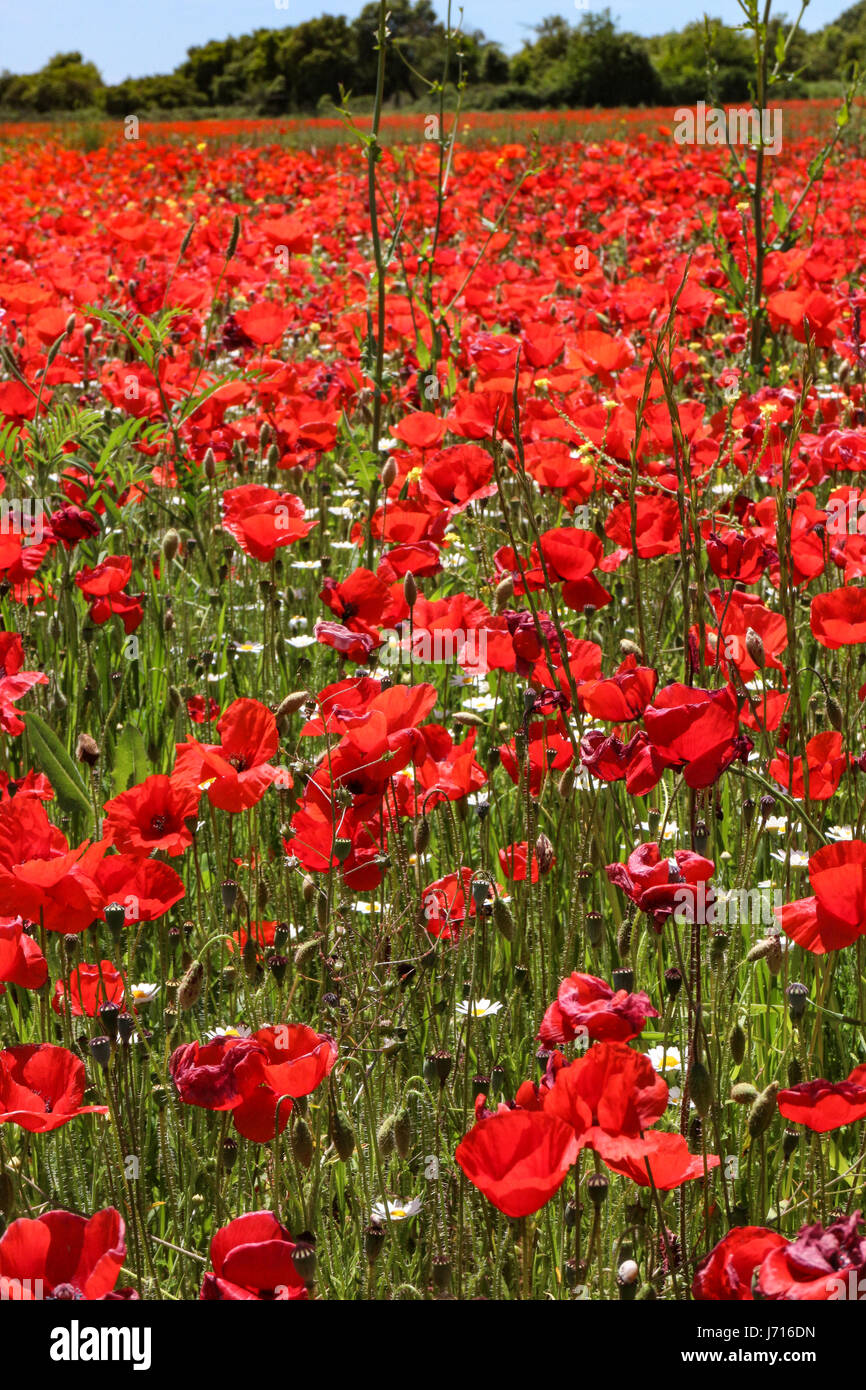 Bereich der Mohn (Papaver Roheas) am Pelissanne in der Nähe von Salon-de-Provence Stockfoto