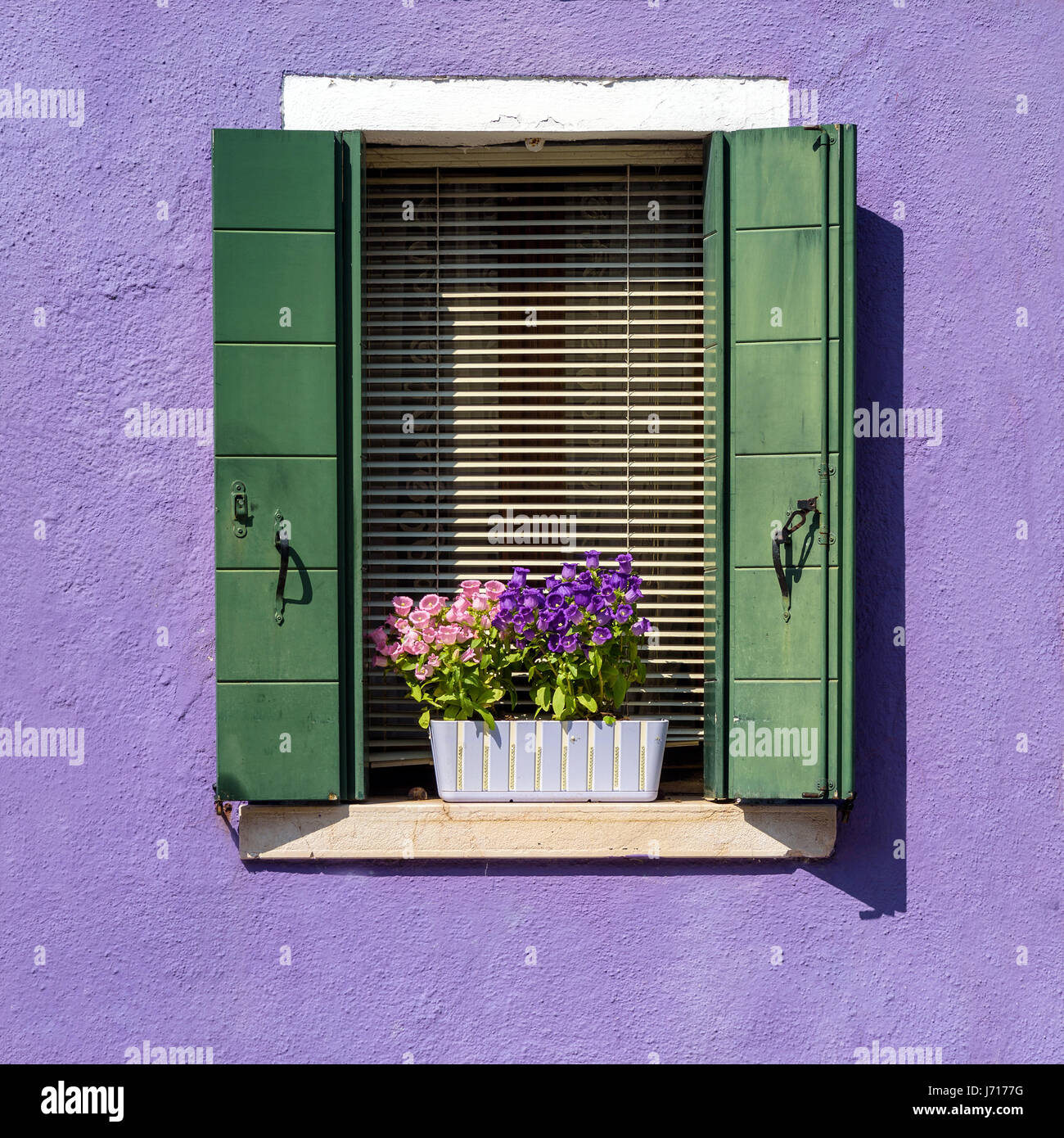 Fenster mit Blume auf violettem Hintergrund Stockfoto