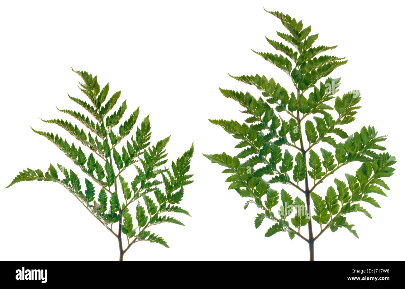 Leaf Frame botanischen Hintergrund Hintergrund Rahmen Grenze Blatt Eco Umwelt Stockfoto