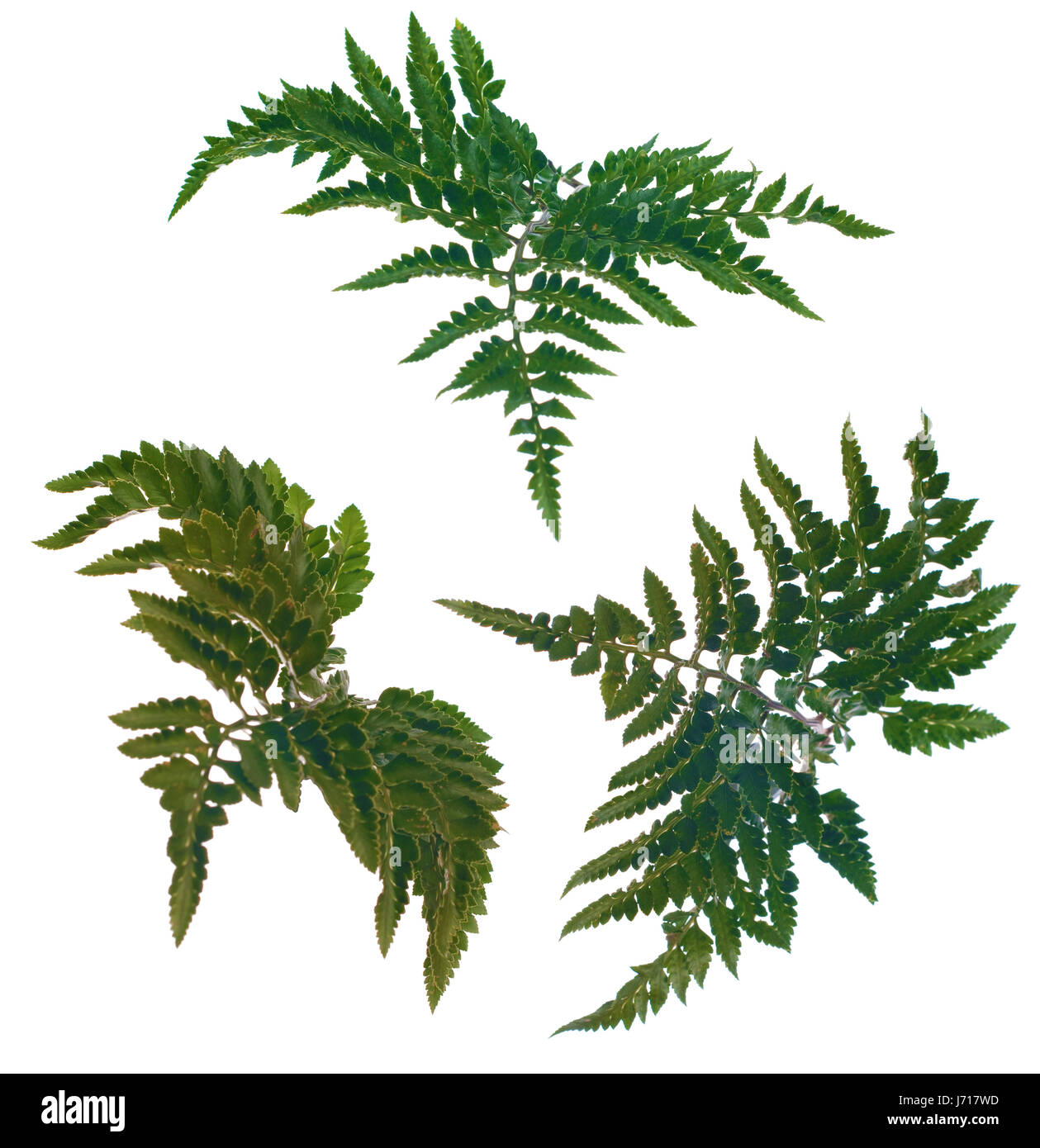Leaf Frame botanischen Hintergrund Hintergrund Rahmen Grenze Blatt Eco Umwelt Stockfoto