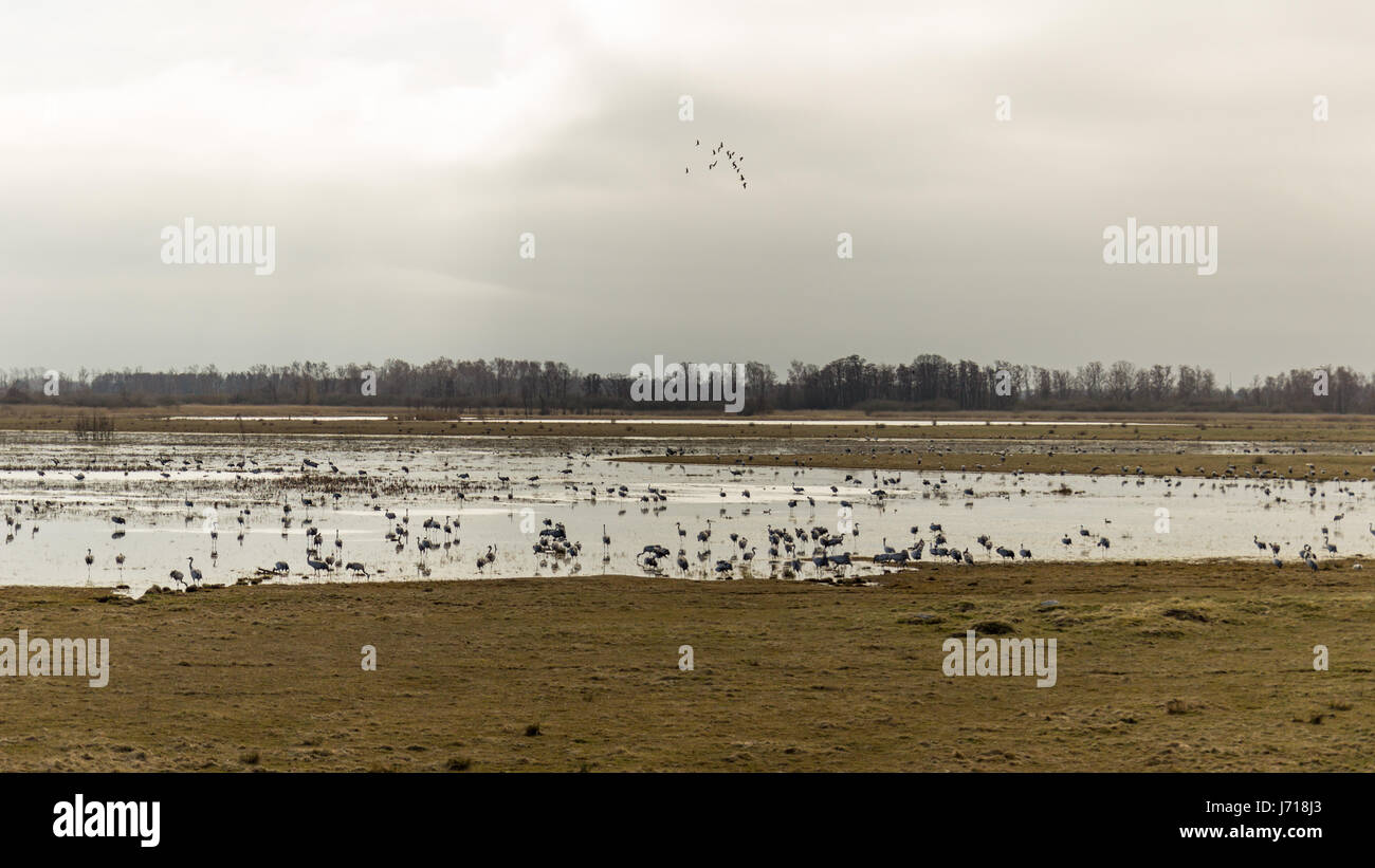 Krane, ausruhen und Essen vor dem Start Stockfoto