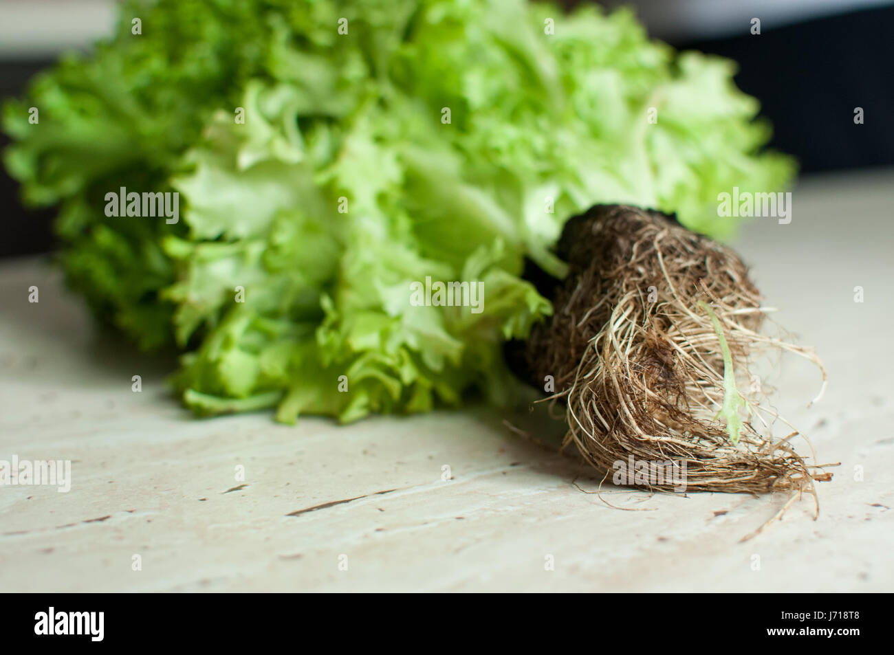 Haufen von rohen Bio grüne Frisee Salat mit Wurzeln auf Holztisch. Selektiven Fokus. Stockfoto