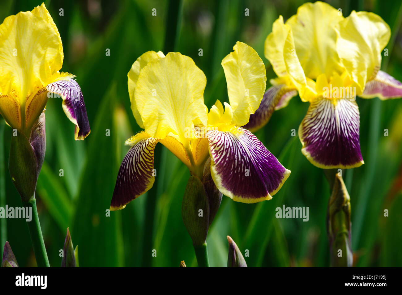 Schöne Blüte gelb hohen Bartiris Blumen Stockfoto