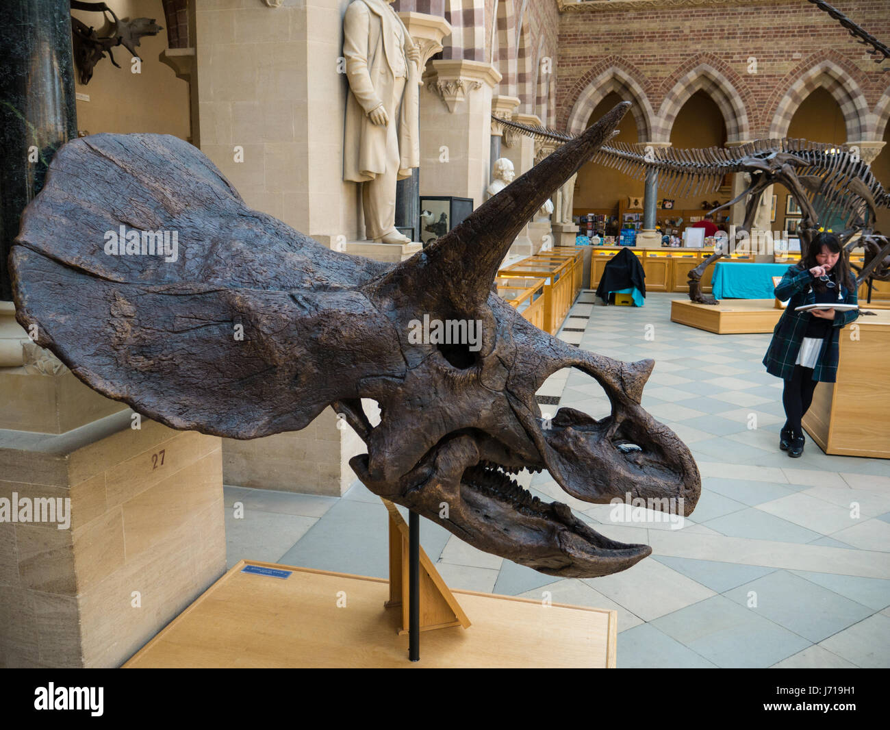 Triceratops Kopf, Oxford University Museum of Natural History, Oxford, Oxfordshire, England, UK, GB. Stockfoto
