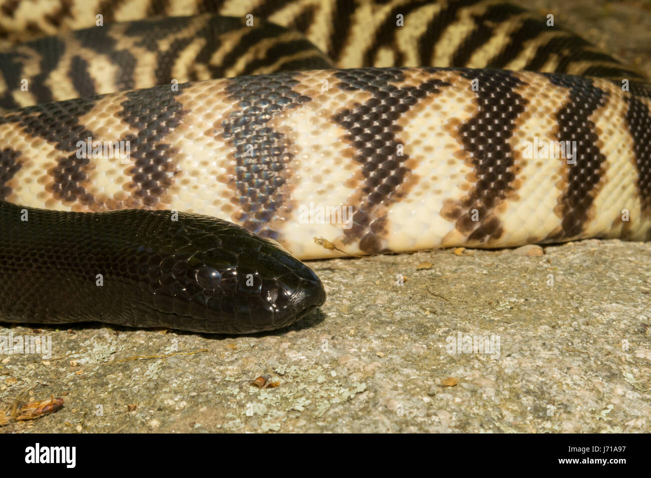 Black-headed Python sonnen sich auf einem Felsen Stockfoto