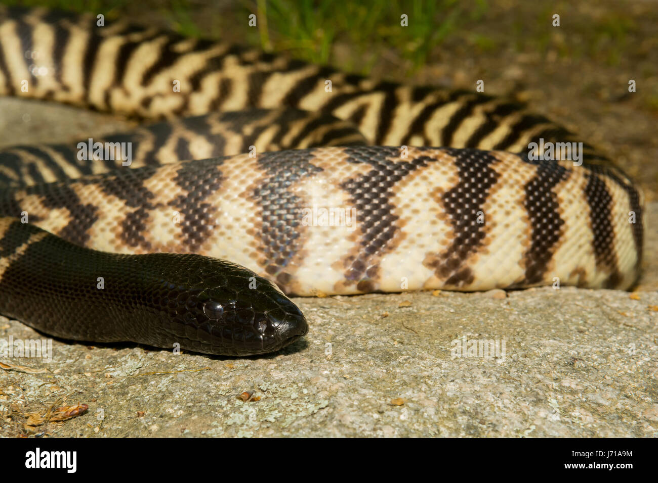 Black-headed Python sonnen sich auf einem Felsen Stockfoto