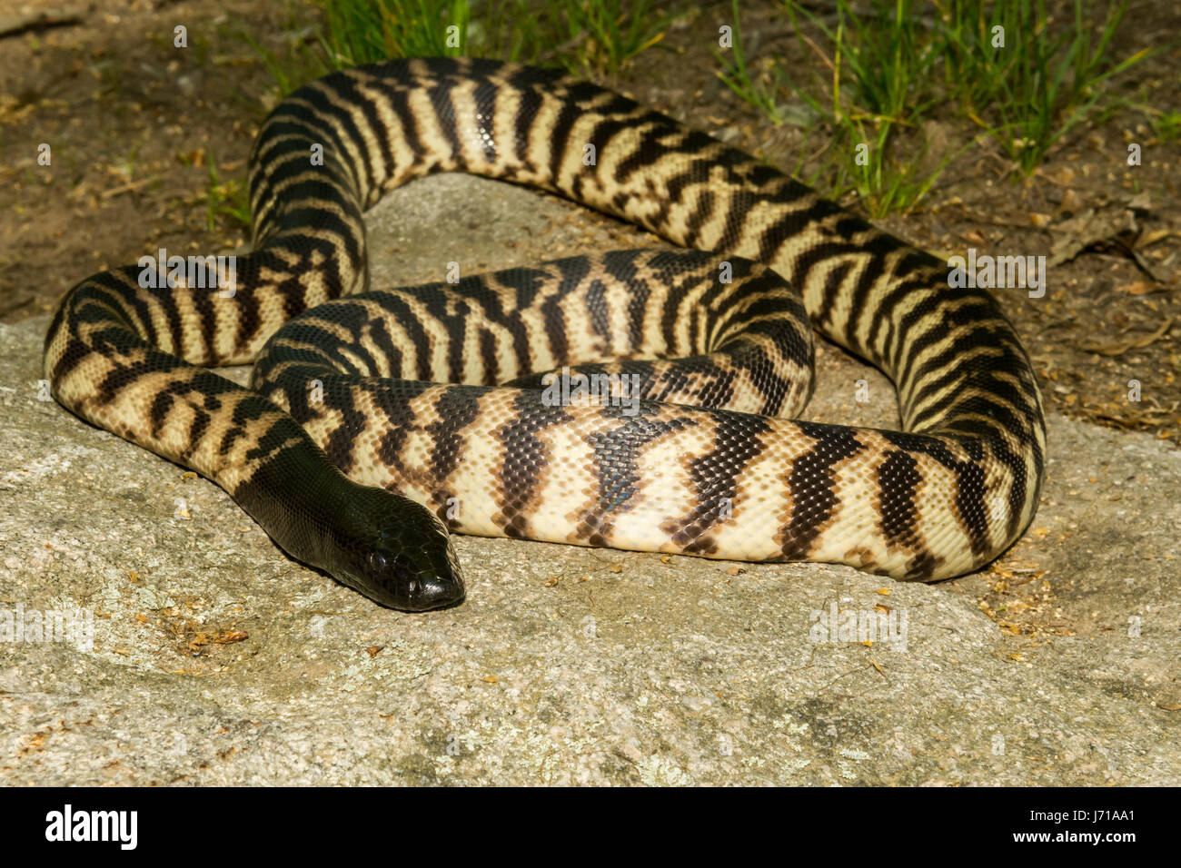 Black-headed Python sonnen sich auf einem Felsen Stockfoto