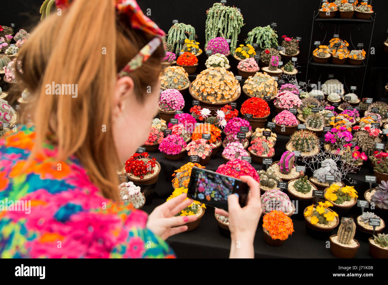 London, UK. 22. Mai 2017. Pressetag auf der 2017 RHS Chelsea Flower Show morgen für das Publikum öffnet. Bildnachweis: Lebendige Bilder/Alamy Live-Nachrichten Stockfoto