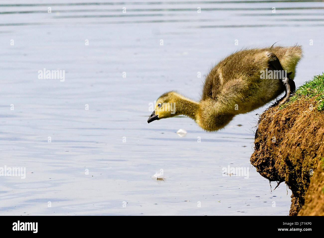 Wiese in der Nähe, Godalming. 22. Mai 2017. Herrlich sonniges Wetter über den Home Counties heute. Kanada Gänsel Abkühlung auf einem Bauernhof in Godalming, Surrey. Bildnachweis: James Jagger/Alamy Live News Stockfoto