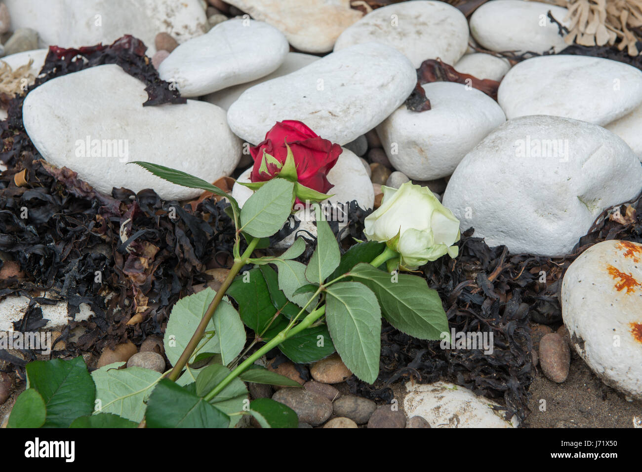 Red & weiße Rose solidarisch von Yorkshire & Lancashire nach Manchester Bombardierung. Aufnahmen auf der Willkommensseite in Yorkshire Garten des diesjährige RHS Chelsea Garten, ist benannte Willkommen in Yorkshire, inspiriert durch die spektakuläre Landschaft der Yorkshire Küste. Es zeigt die wichtigsten Elemente der Grafschaft Schönheit mit Klippen, einer zerstörten Abtei, ein Kiesstrand und das Meer - komplett mit einem Fischerboot und Hummer Töpfe. Für das zweite Jahr in Folge Willkommen in Yorkshire verfügt über eines der größten Schaugärten im RHS Chelsea, und jeder Zoll es ist authentisch Yorkshire. Der Stein zum Aufbau Stockfoto