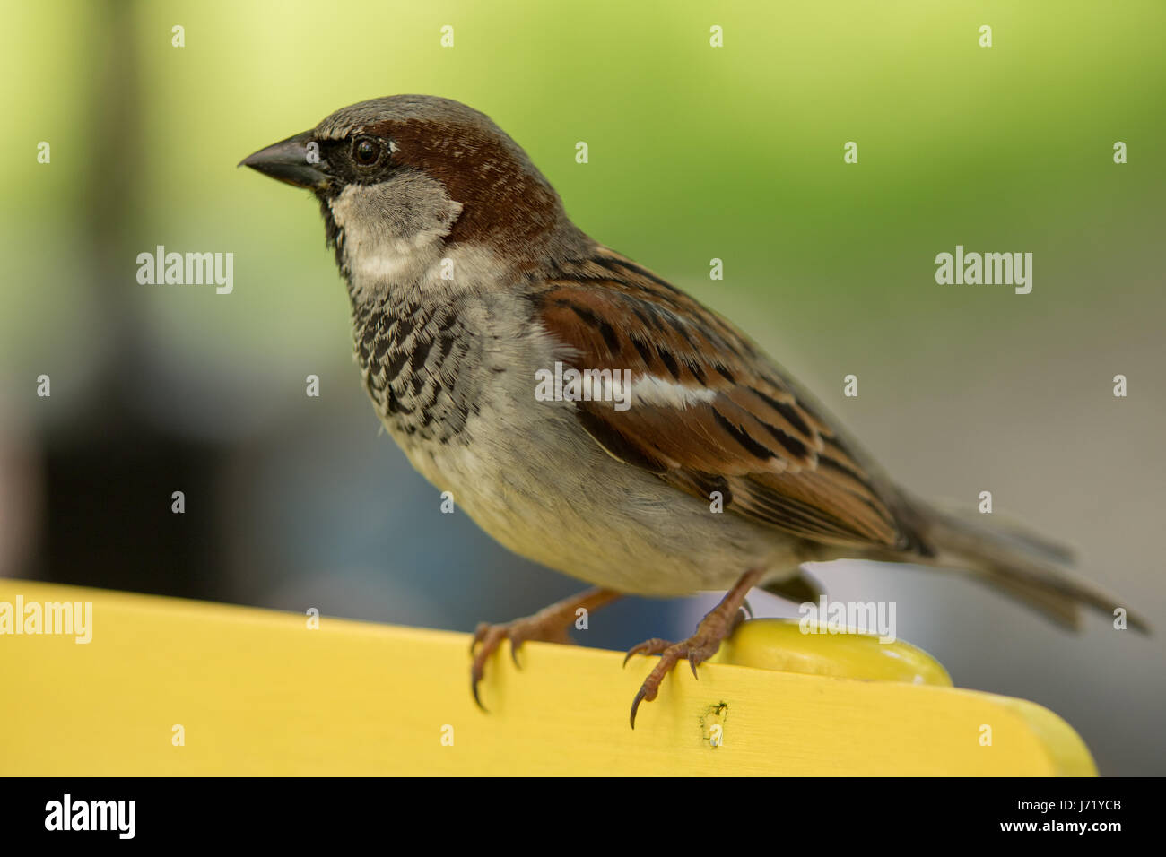 Haussperling stehend auf einem gelben Holzstuhl Stockfoto