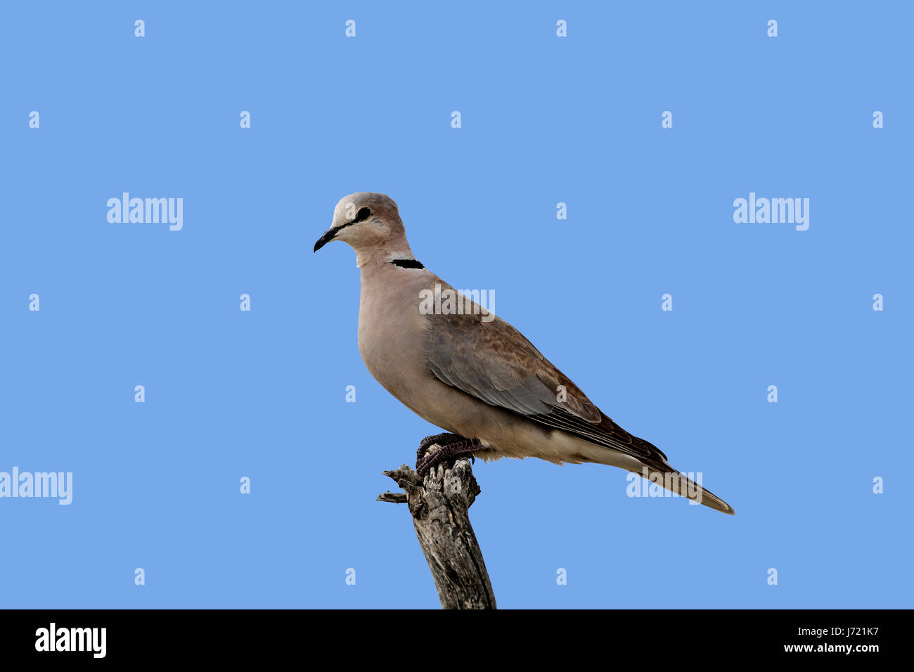 Tortora del Capo dal Collare (Streptopelia Capicola), Ring-necked Taube Stockfoto