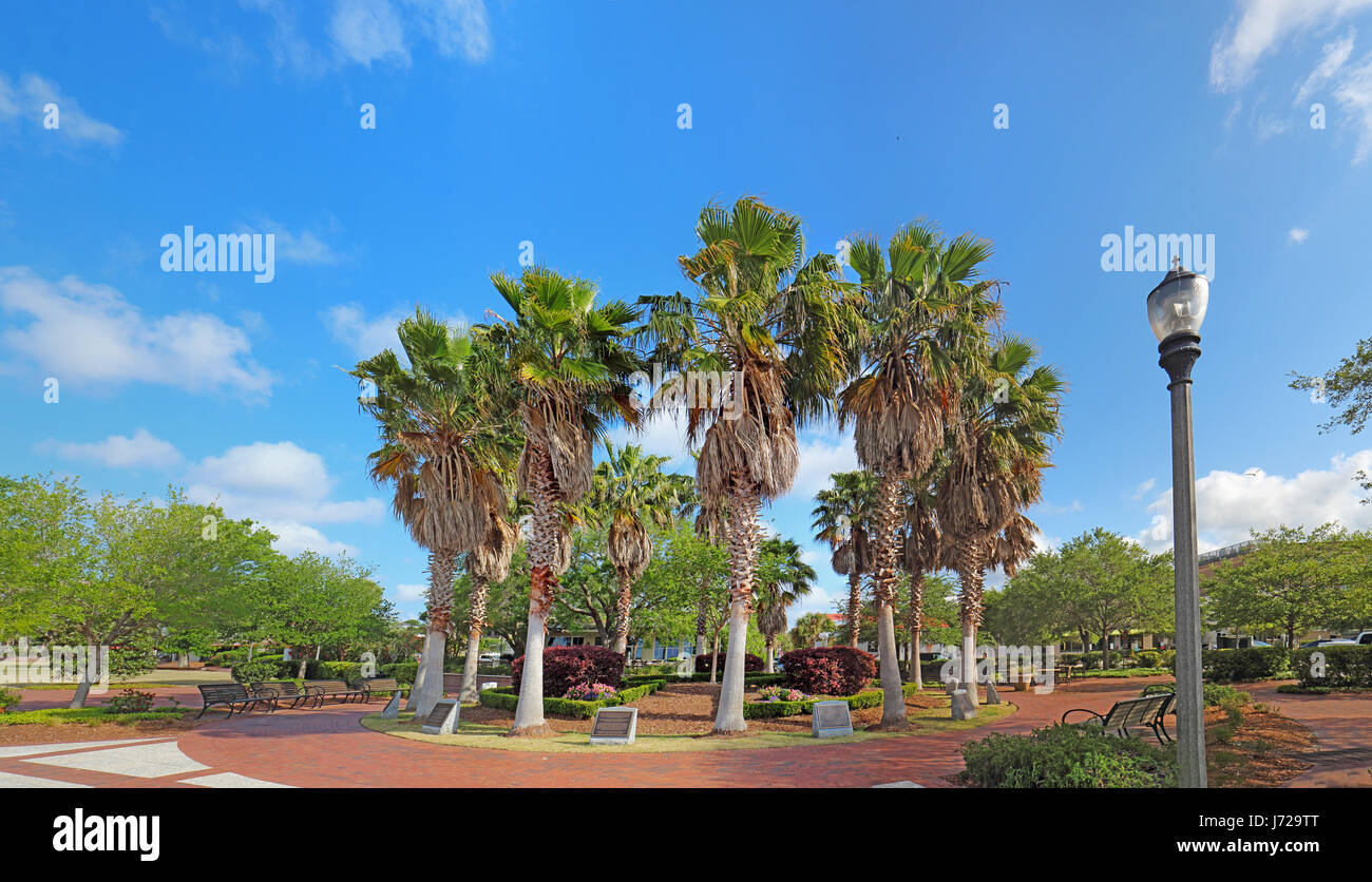 Kreis der Kohlpalme Bäume (Sabal Palmetto) Henry C. Kammern Waterfront Park der Bay Street in der Innenstadt von Beaufort, South Carolina Stockfoto