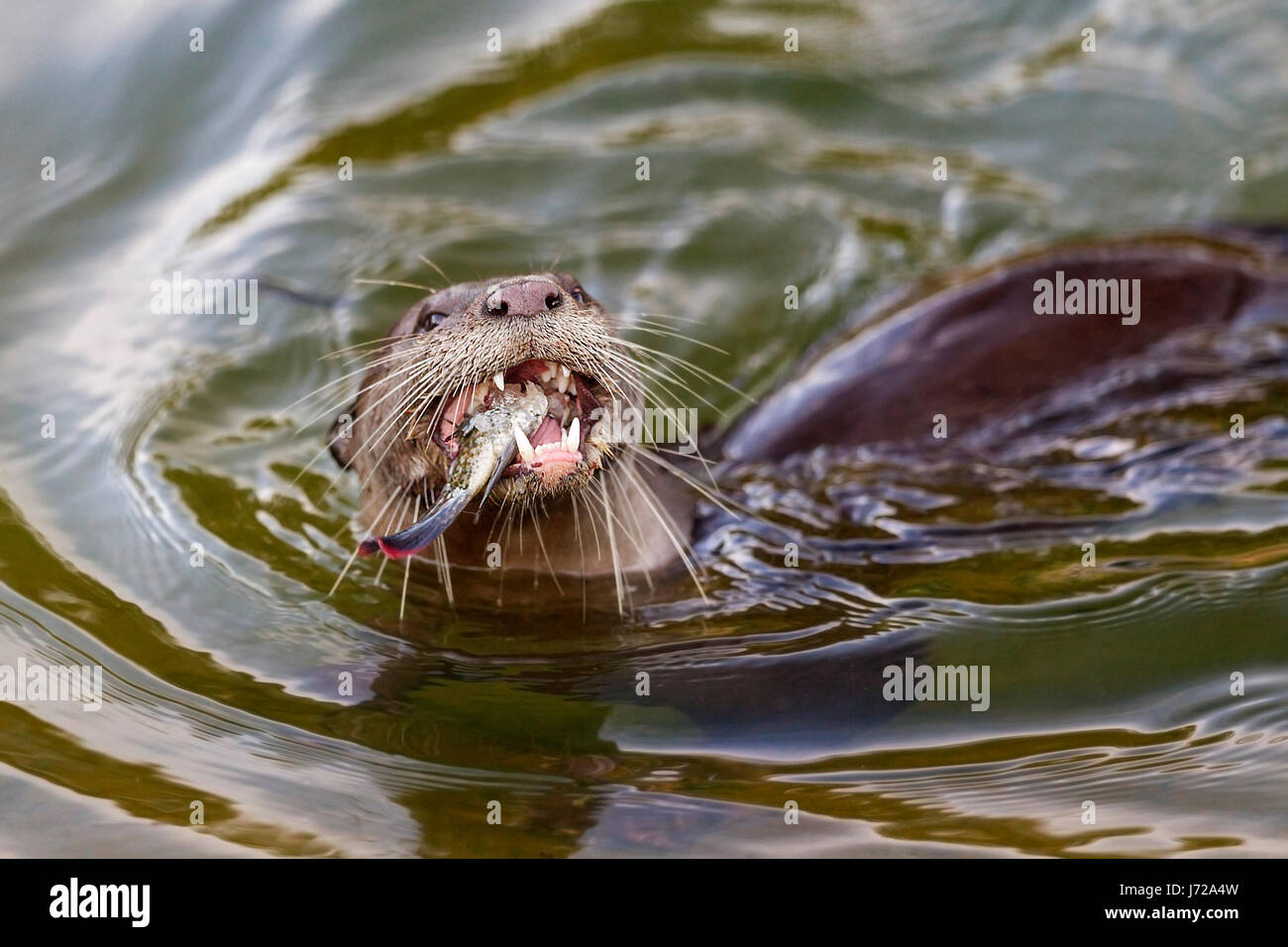 Glatt beschichtet Fischotter (Lutrogale Perspicillata) Essen frisch gefangenen Fisch in einem Fluss, Singapur Stockfoto