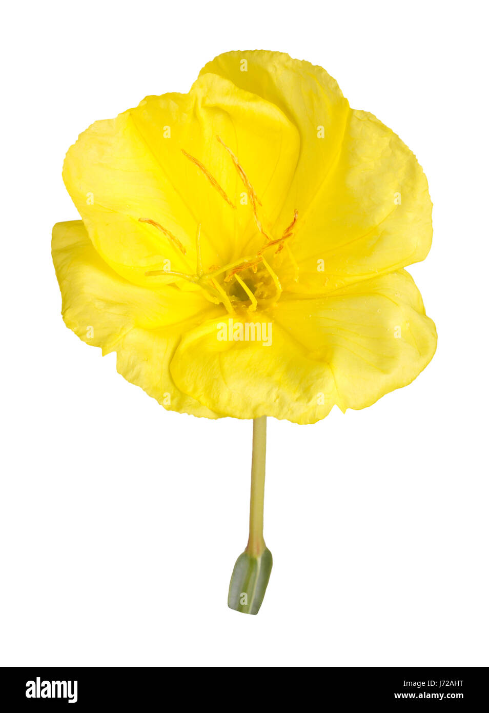 Einzelne helle gelbe Blume der Missouri Nachtkerze (Oenothera Macrocarpa) vor einem weißen Hintergrund isoliert Stockfoto