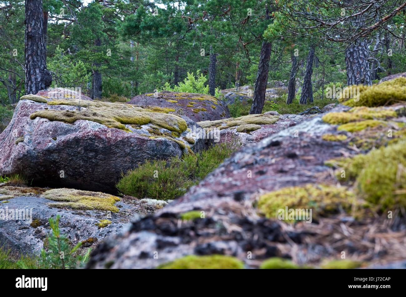 finnischen Wald Stockfoto
